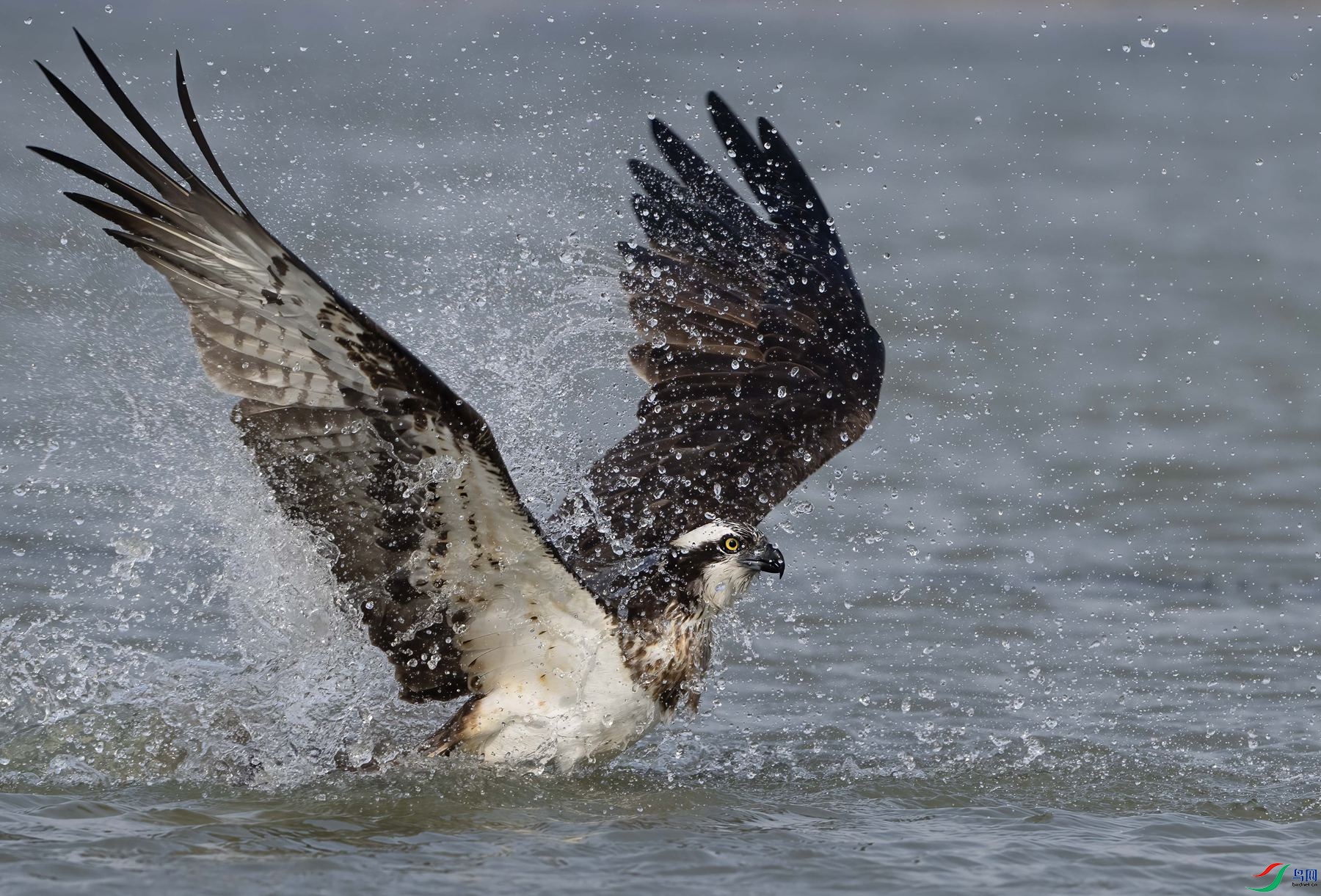 DSC06222 ����_����.jpg