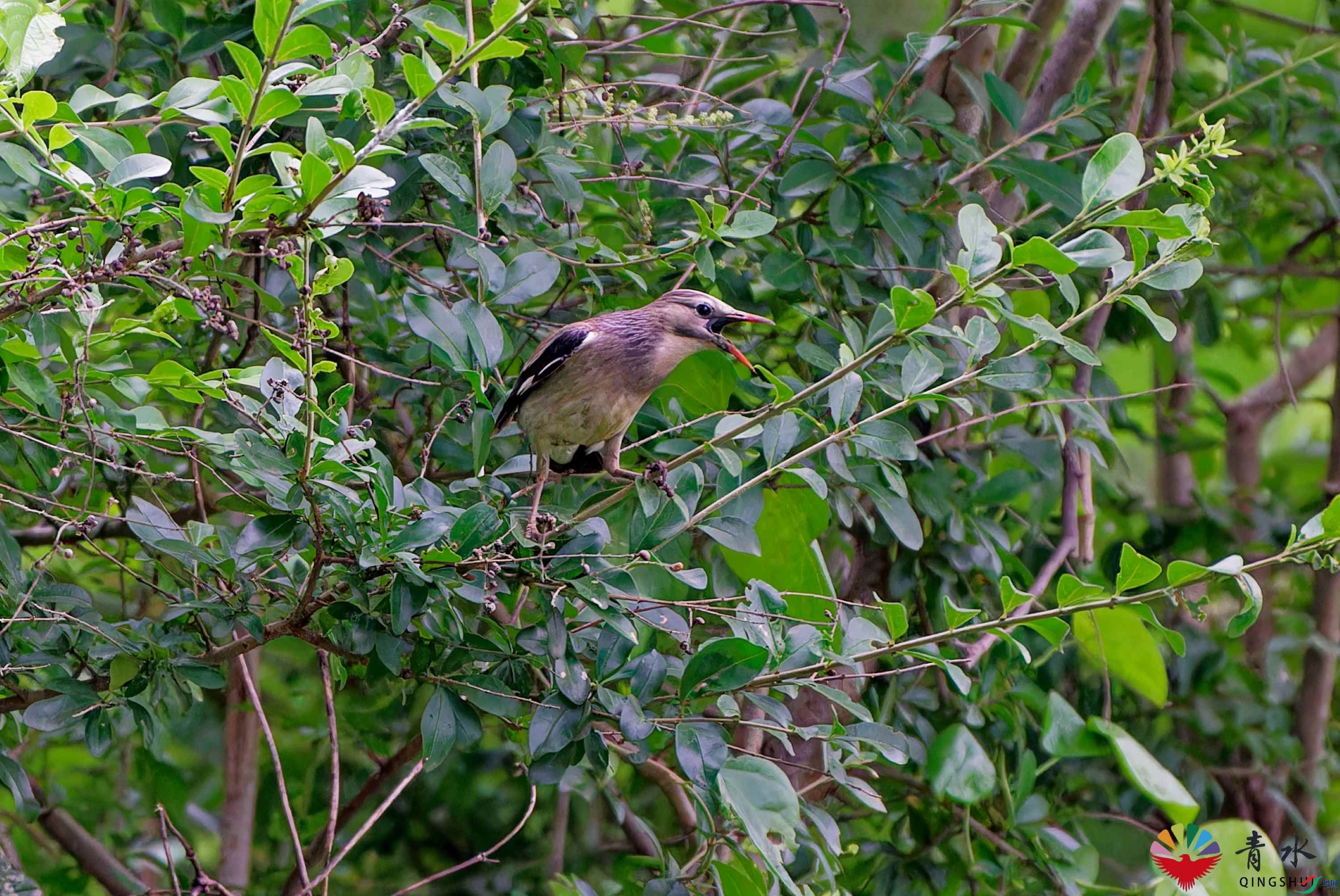 DSC09516.jpg