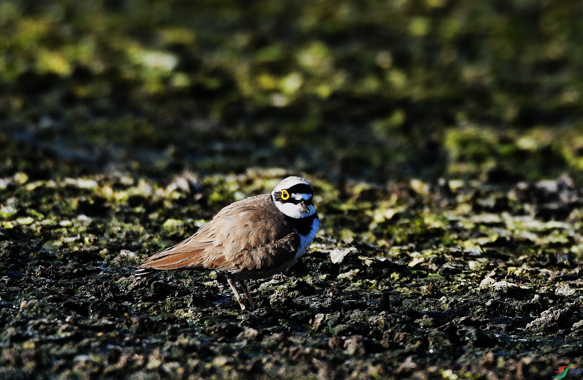 DSC_2133.jpg
