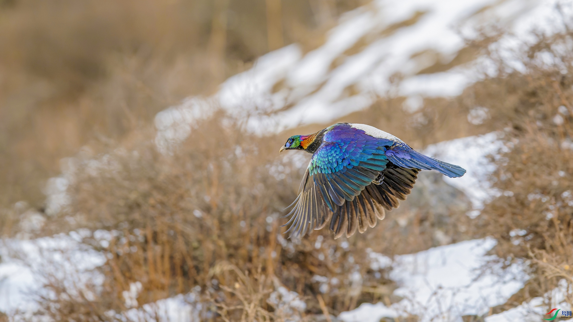_DSC1249-NEF_DxO_DeepPRIME.jpg