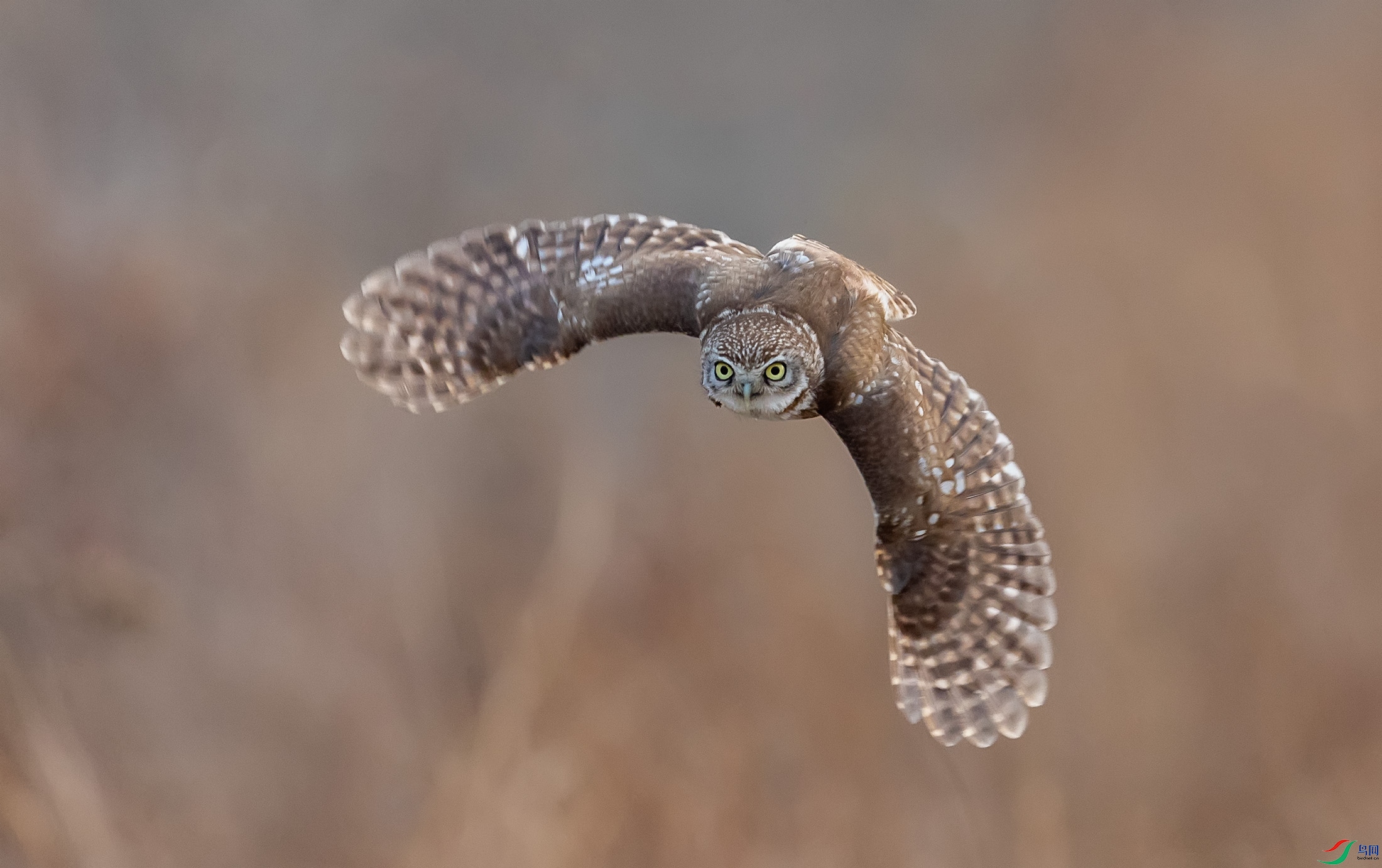 ���Ƹ�С�^