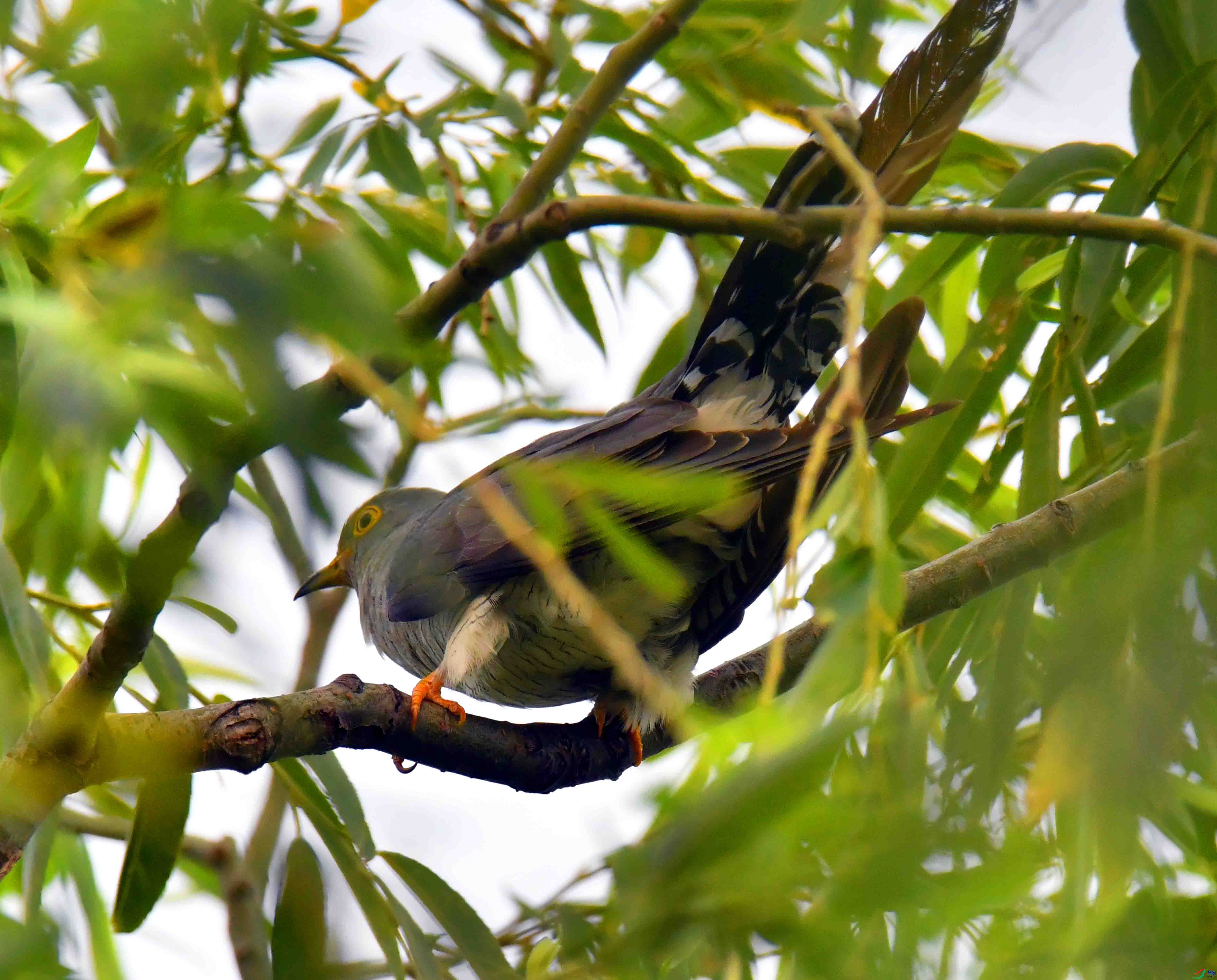 DSC_7595.JPG