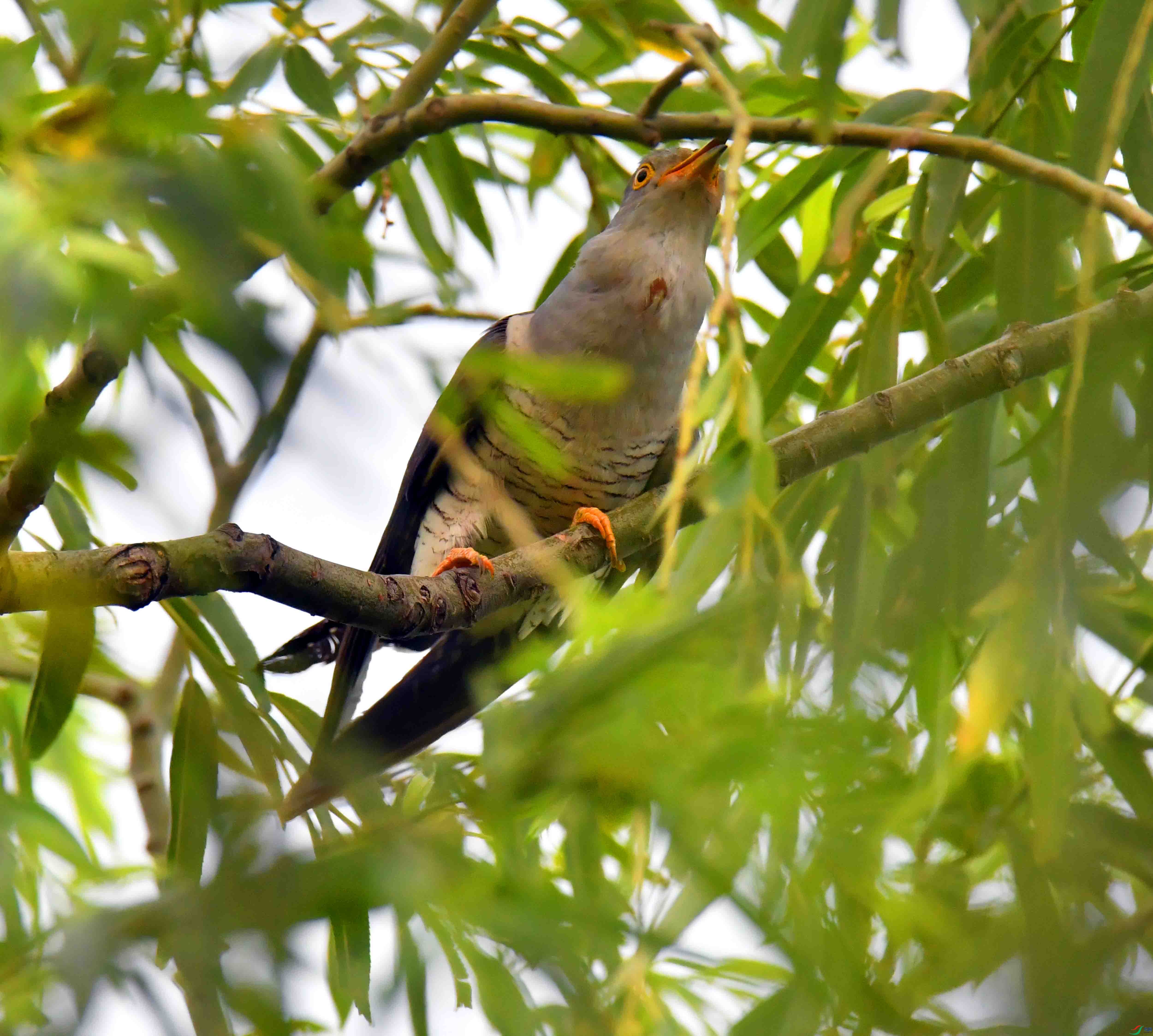 DSC_7622.JPG
