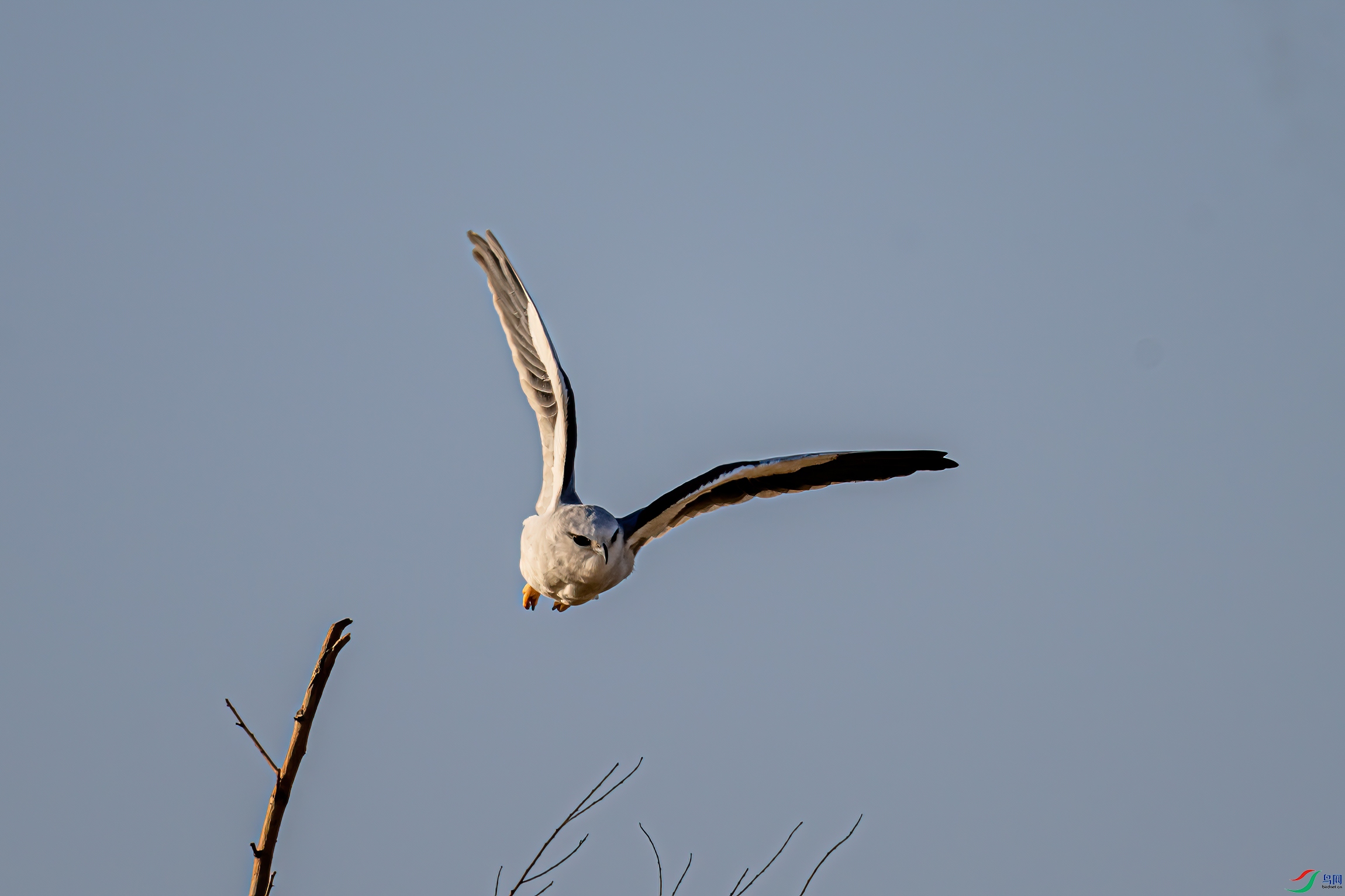 DSC_2595-11.jpg
