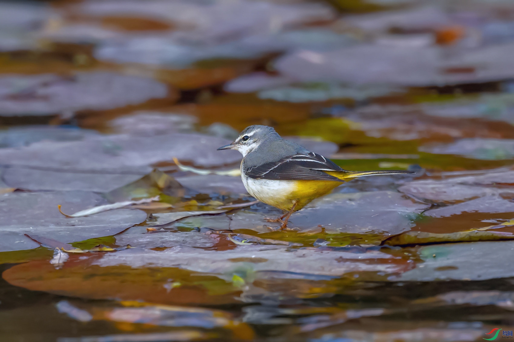 DSC_6956_DxOa.jpg