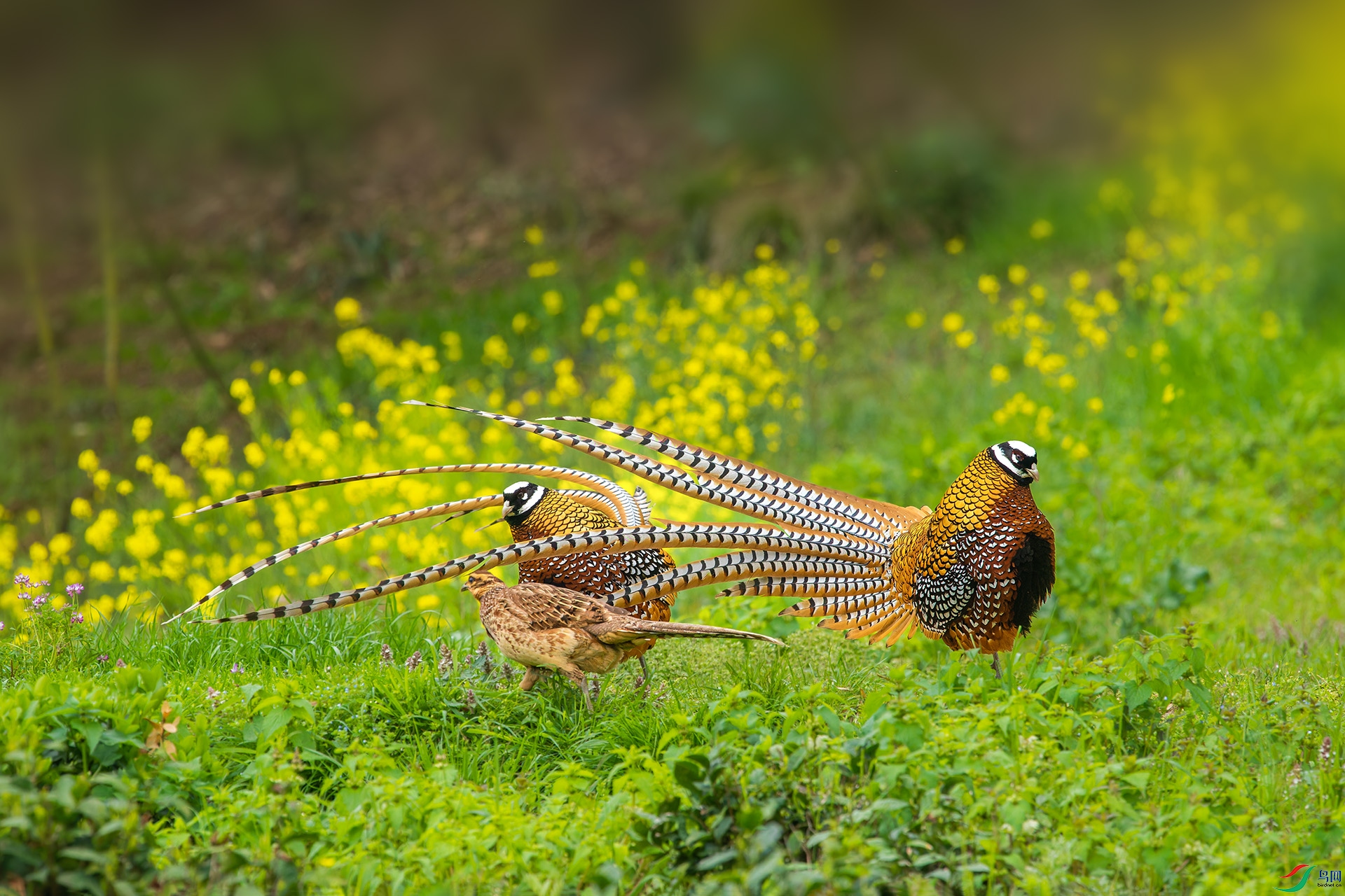 DSC_1321-1.jpg
