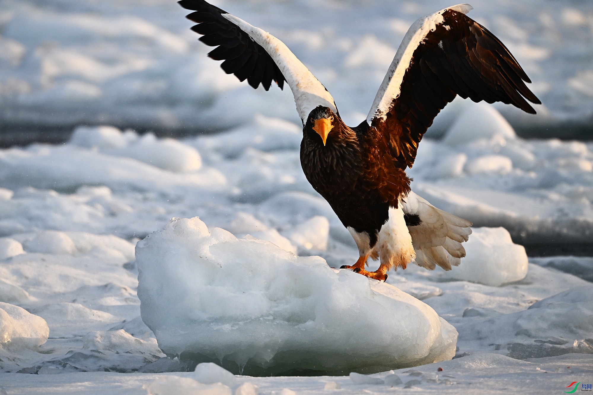 DSC_2114 - ����.JPG