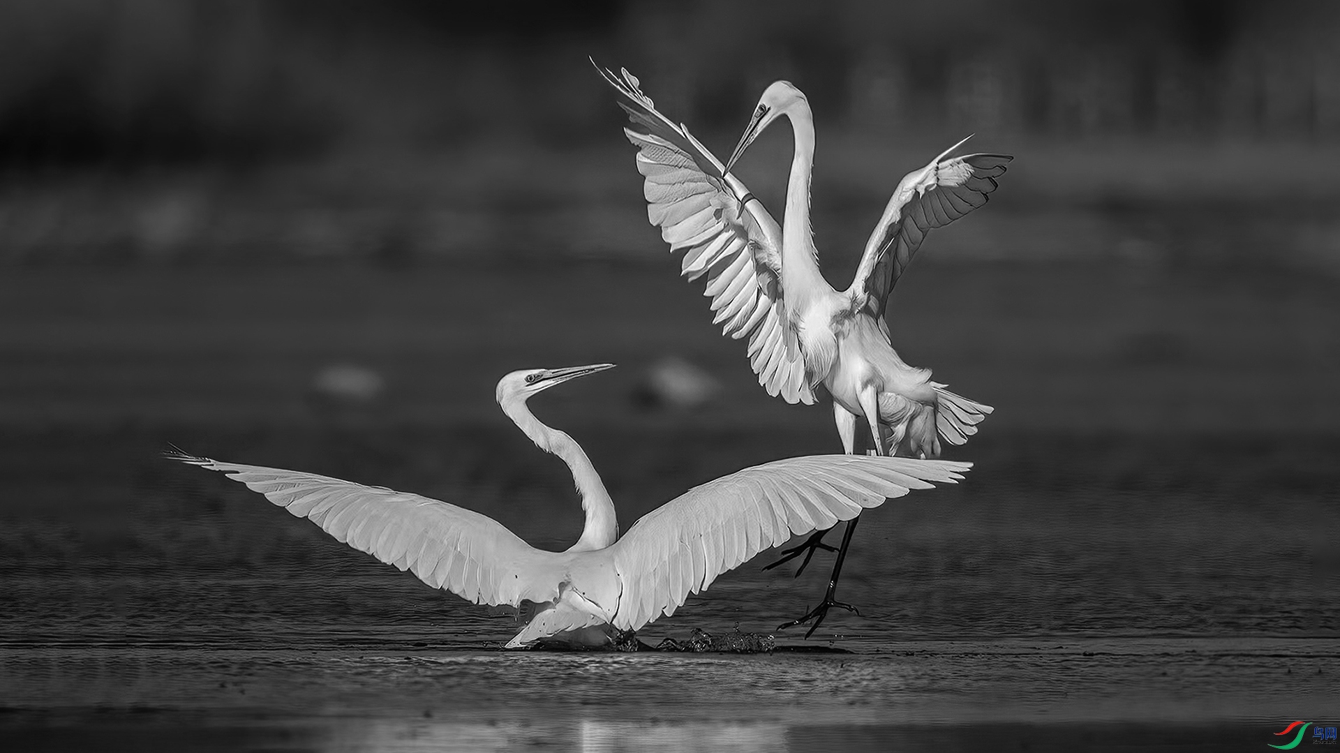 DSC_6991-20241105�� .jpg