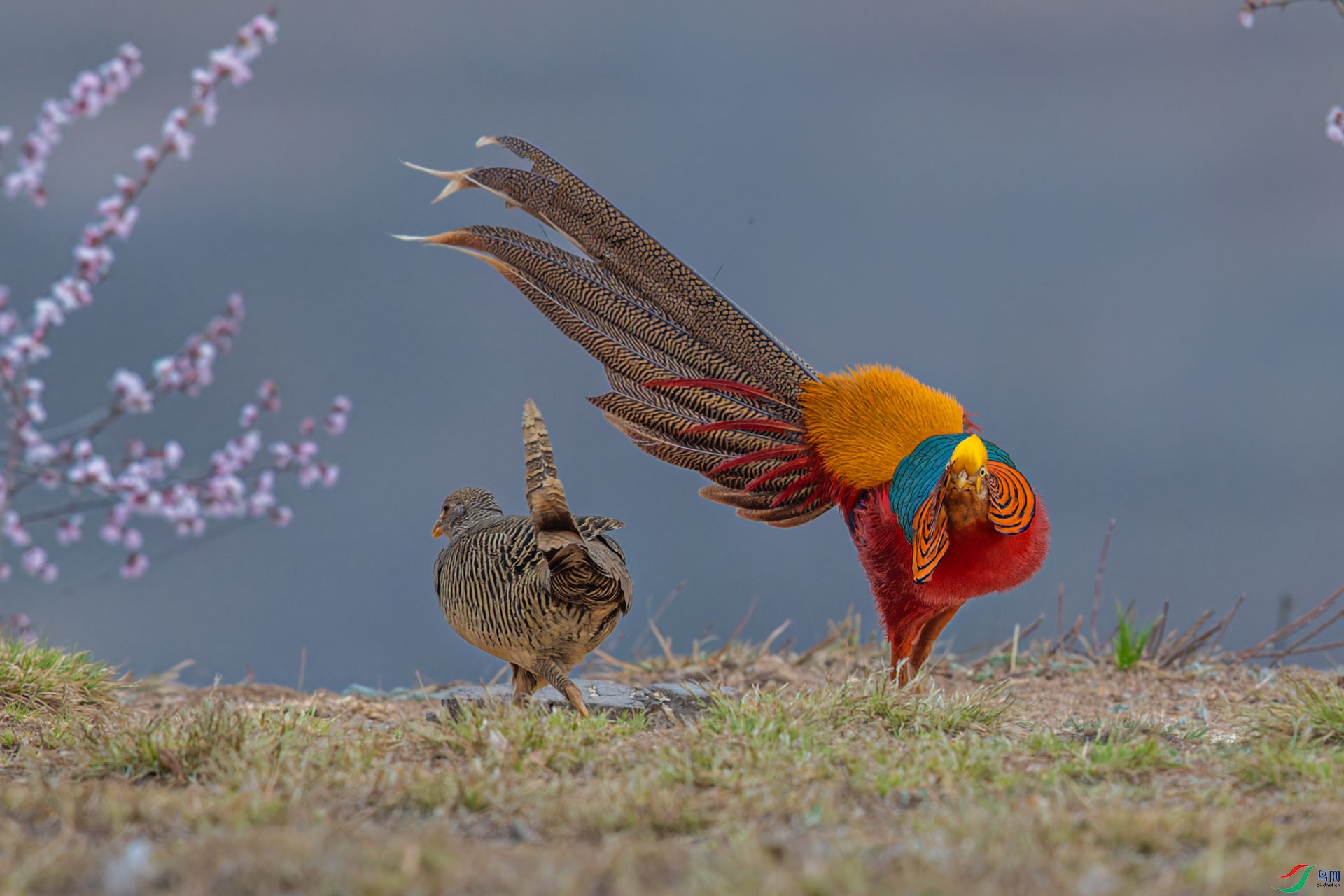 _R2I5391-CR2_DxO_DeepPRIMEXD-1.jpg