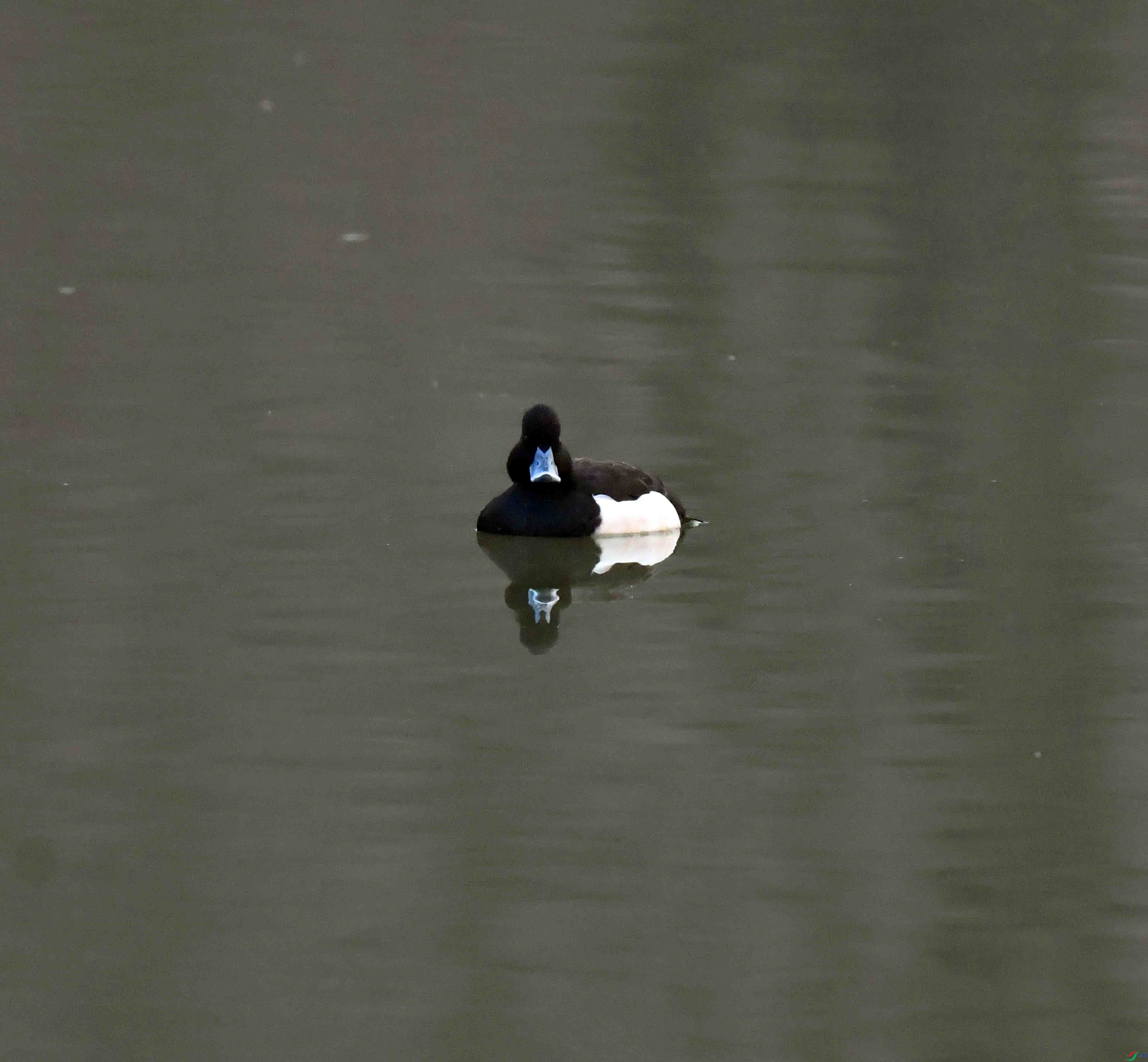 DSC_7130.JPG