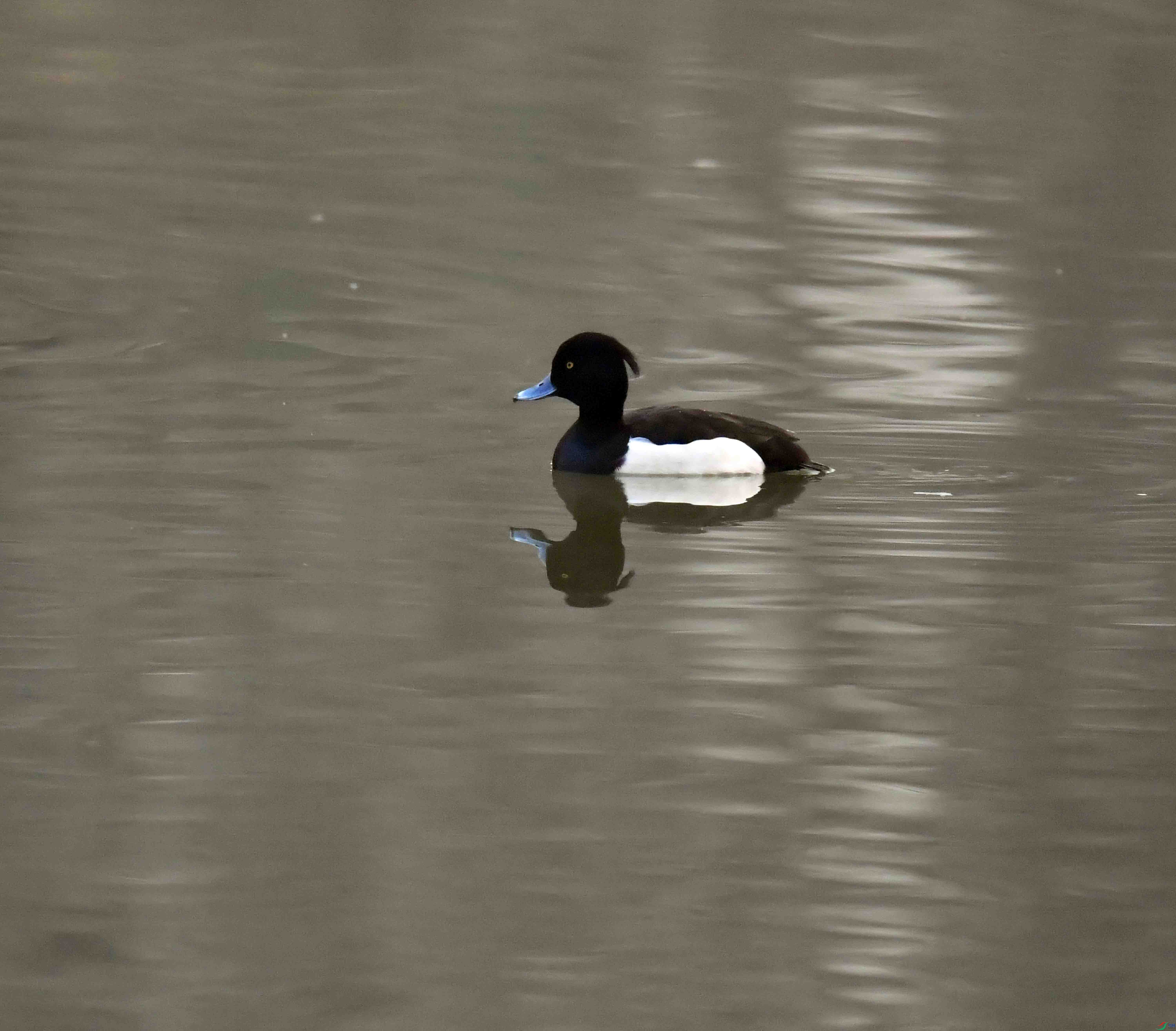 DSC_7132.JPG