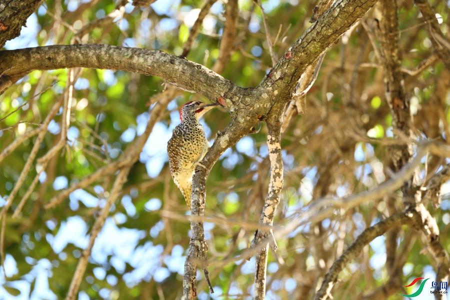 DSC_3102.JPG