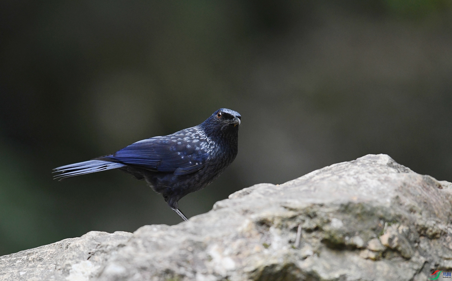 DSC_9323.jpg