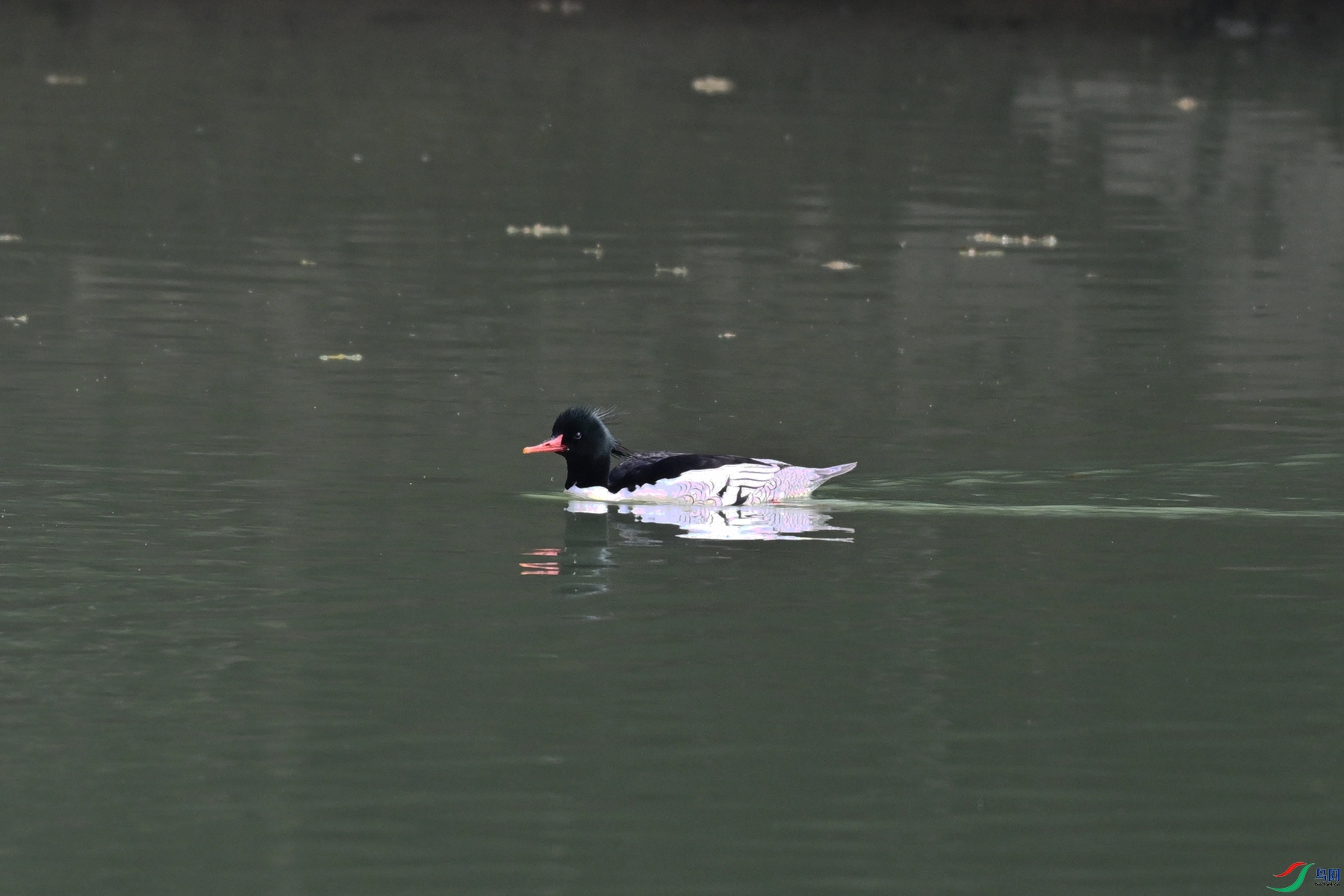 DSC_7067.JPG