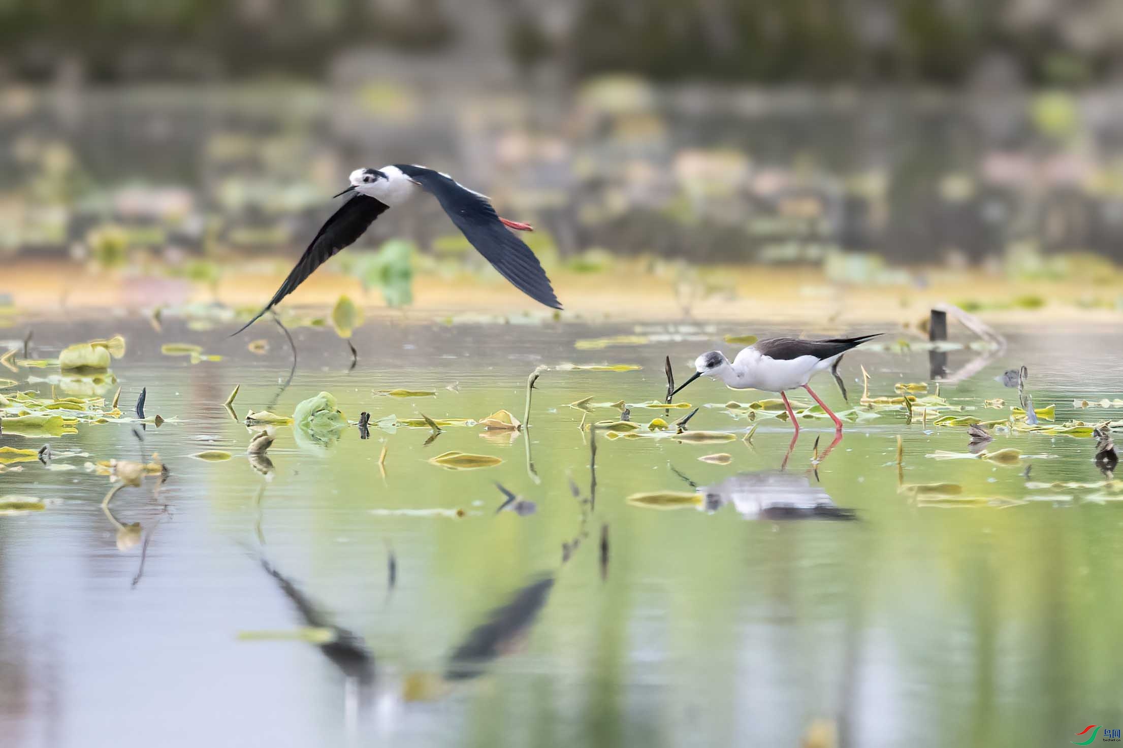 DSC_3691 ����.jpg