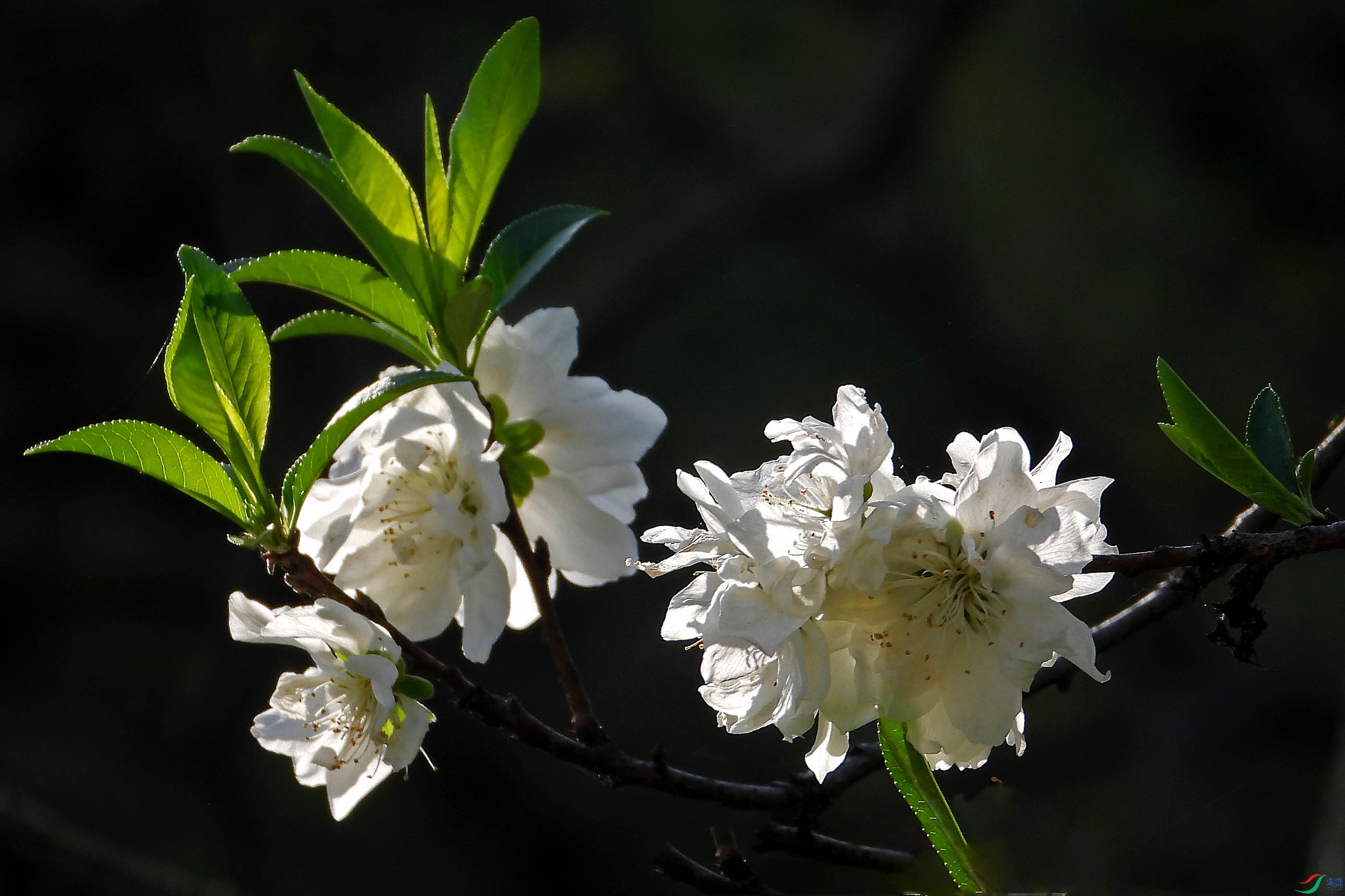 DSCN5499.JPG