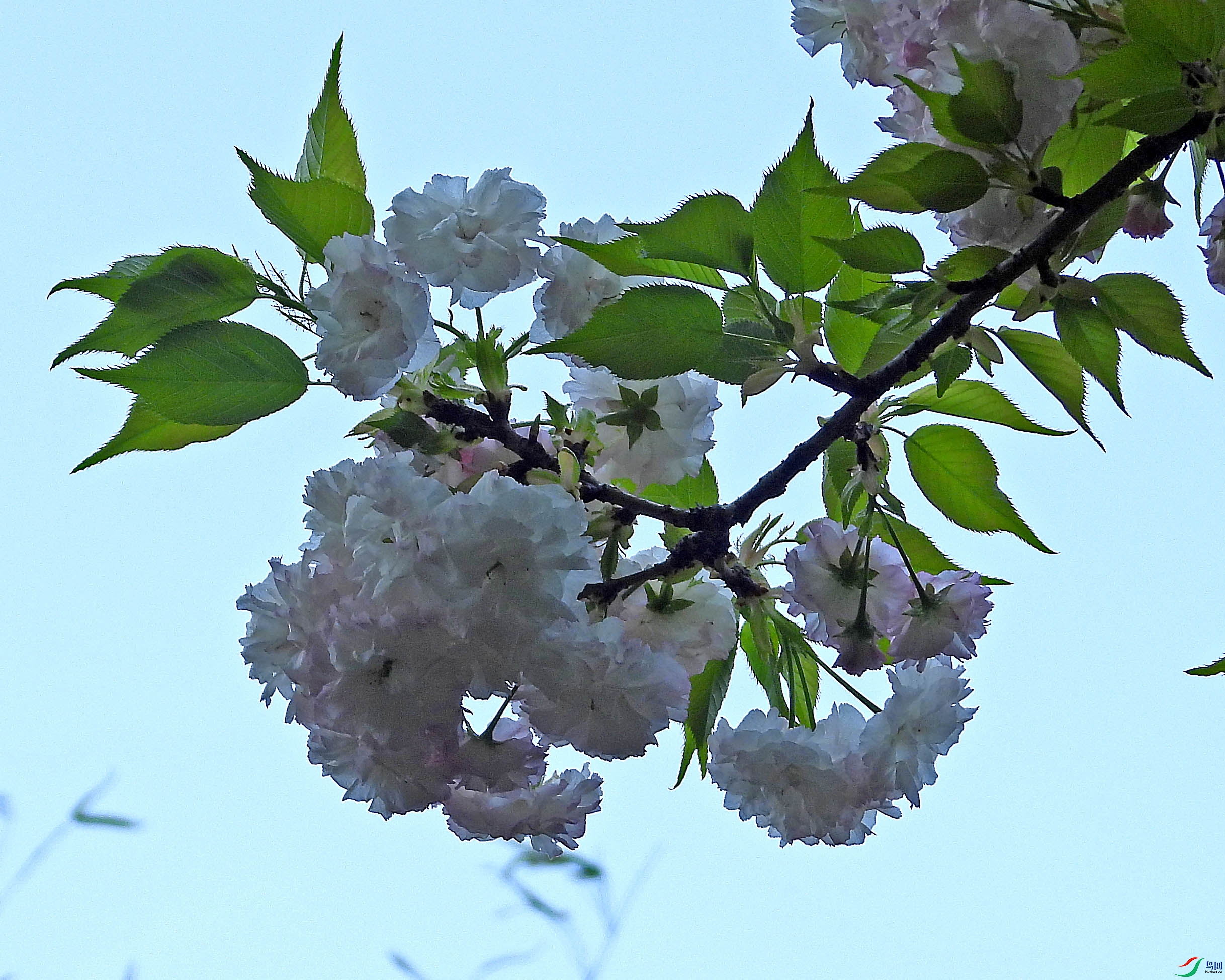 DSCN5518.JPG
