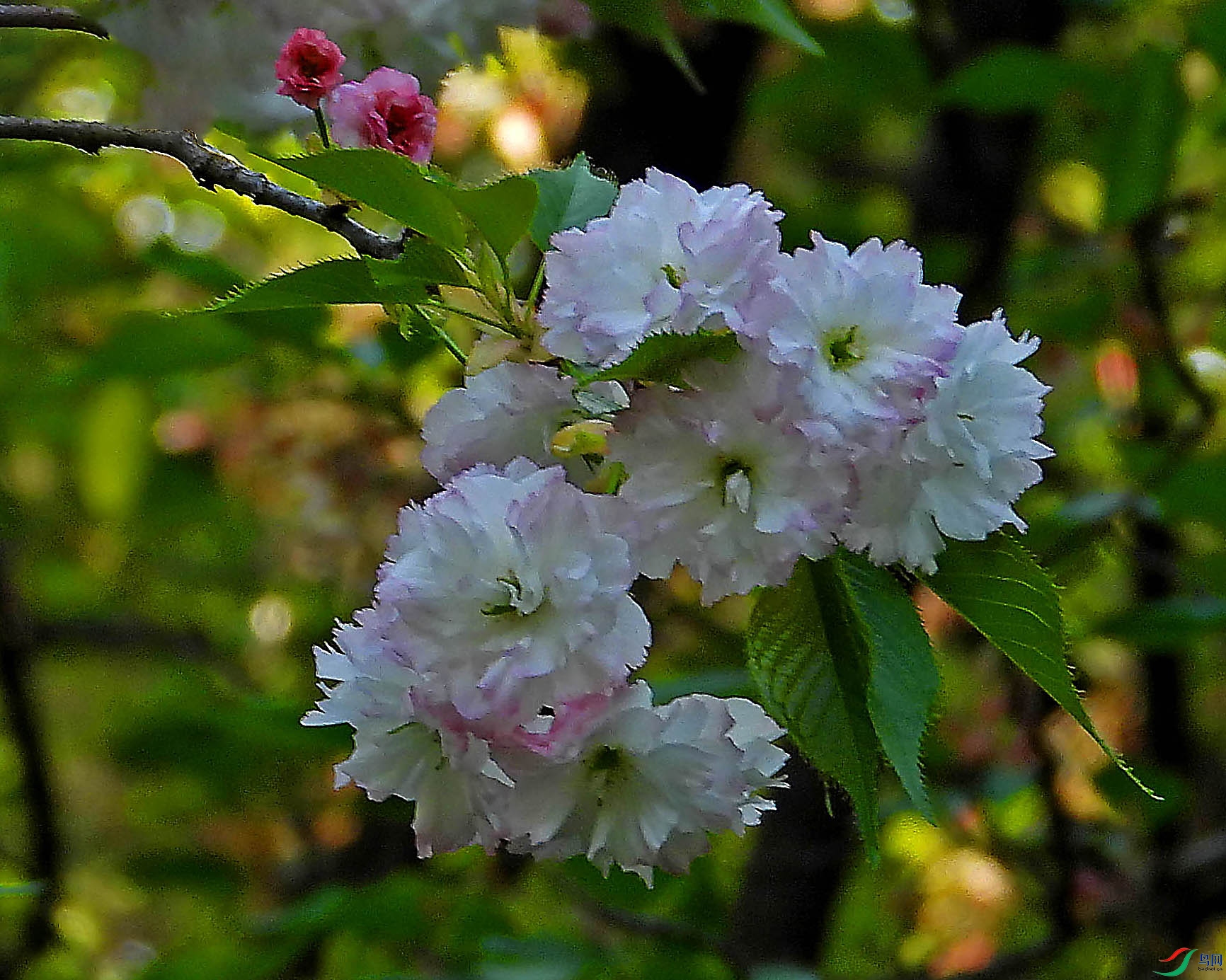 DSCN5523.JPG