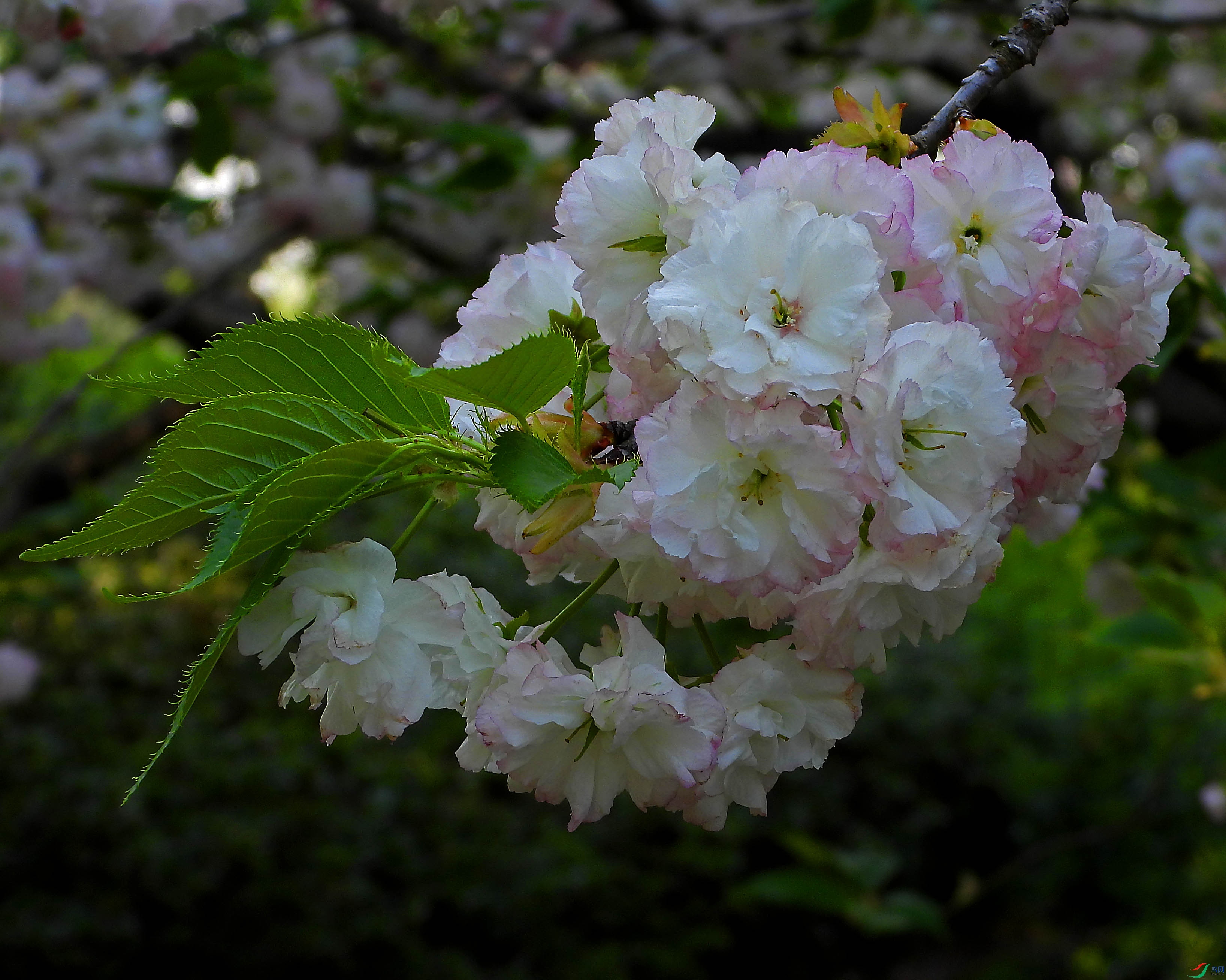 DSCN5525.JPG