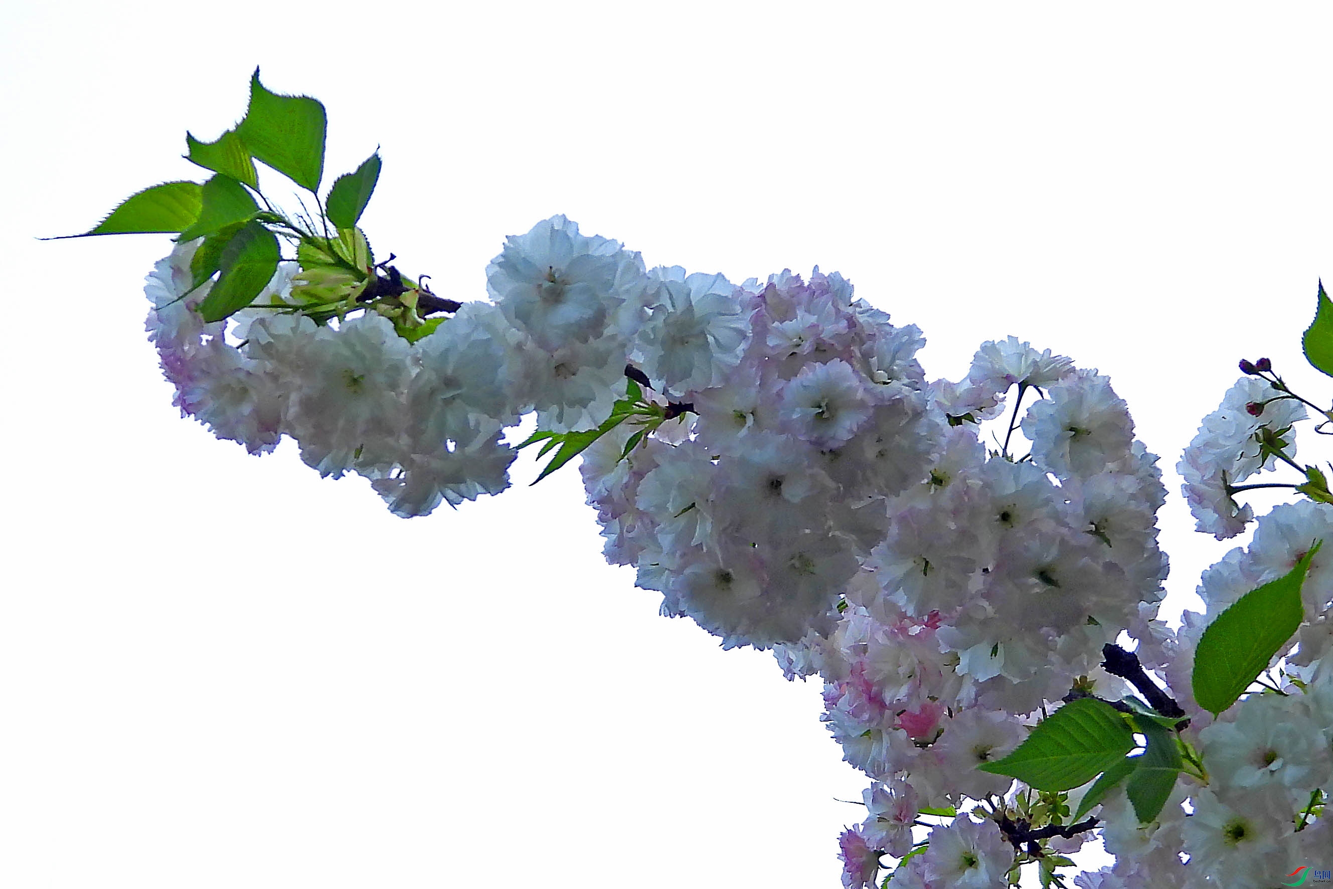 DSCN5520.JPG