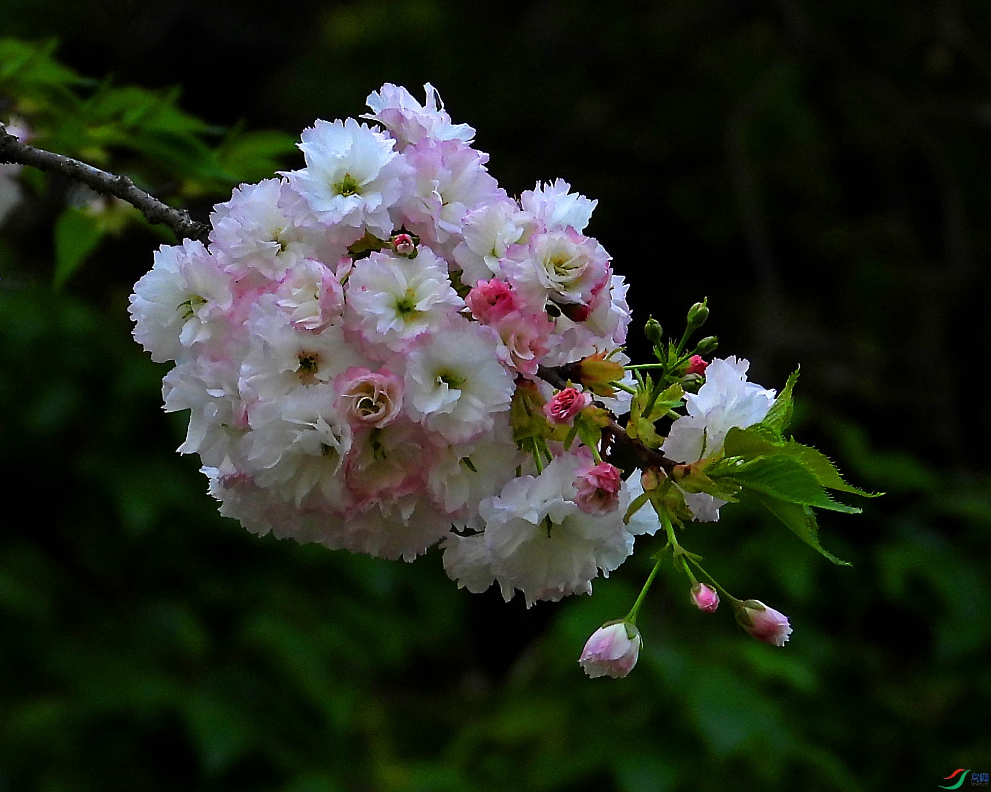 DSCN5530.JPG