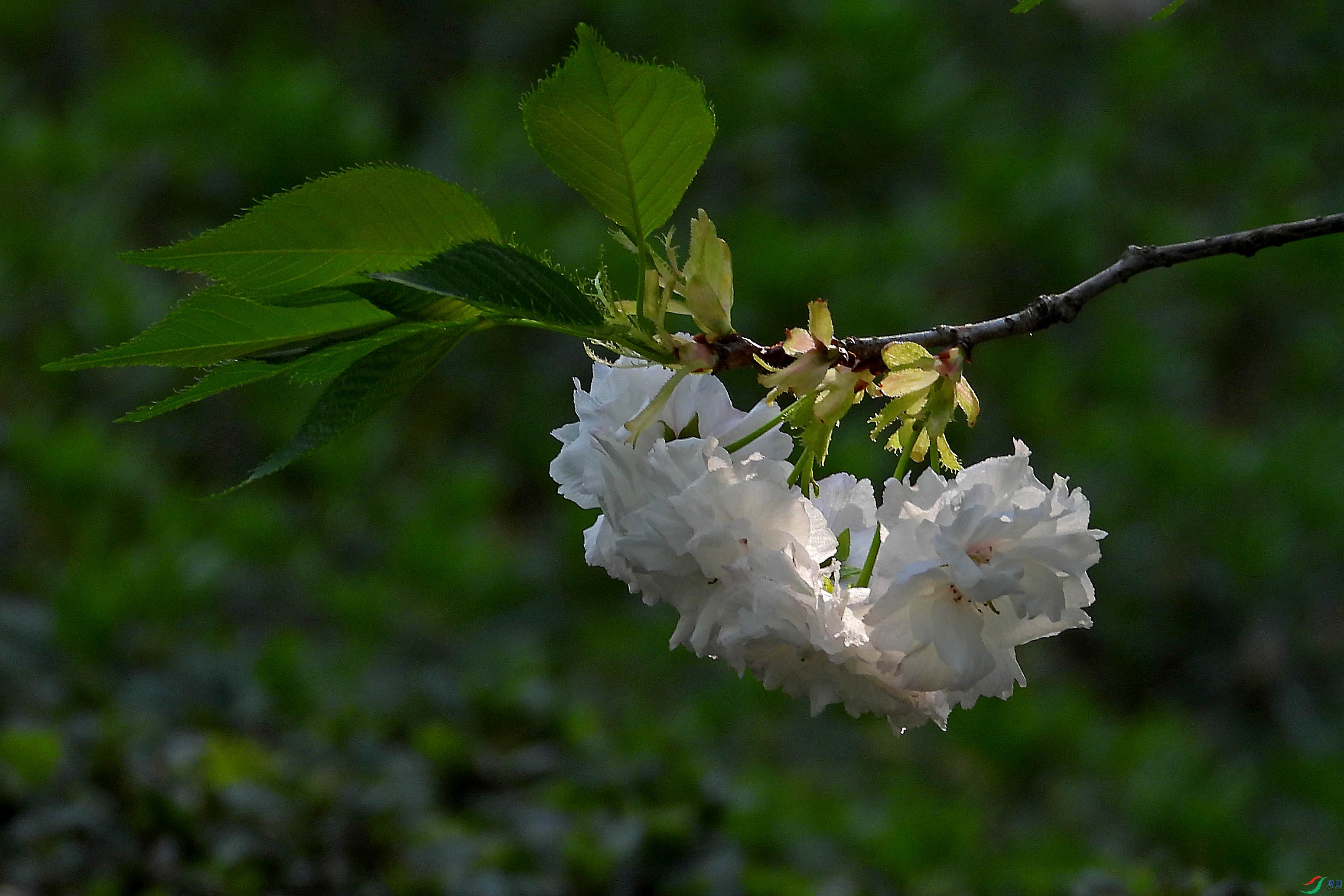 DSCN5527.JPG