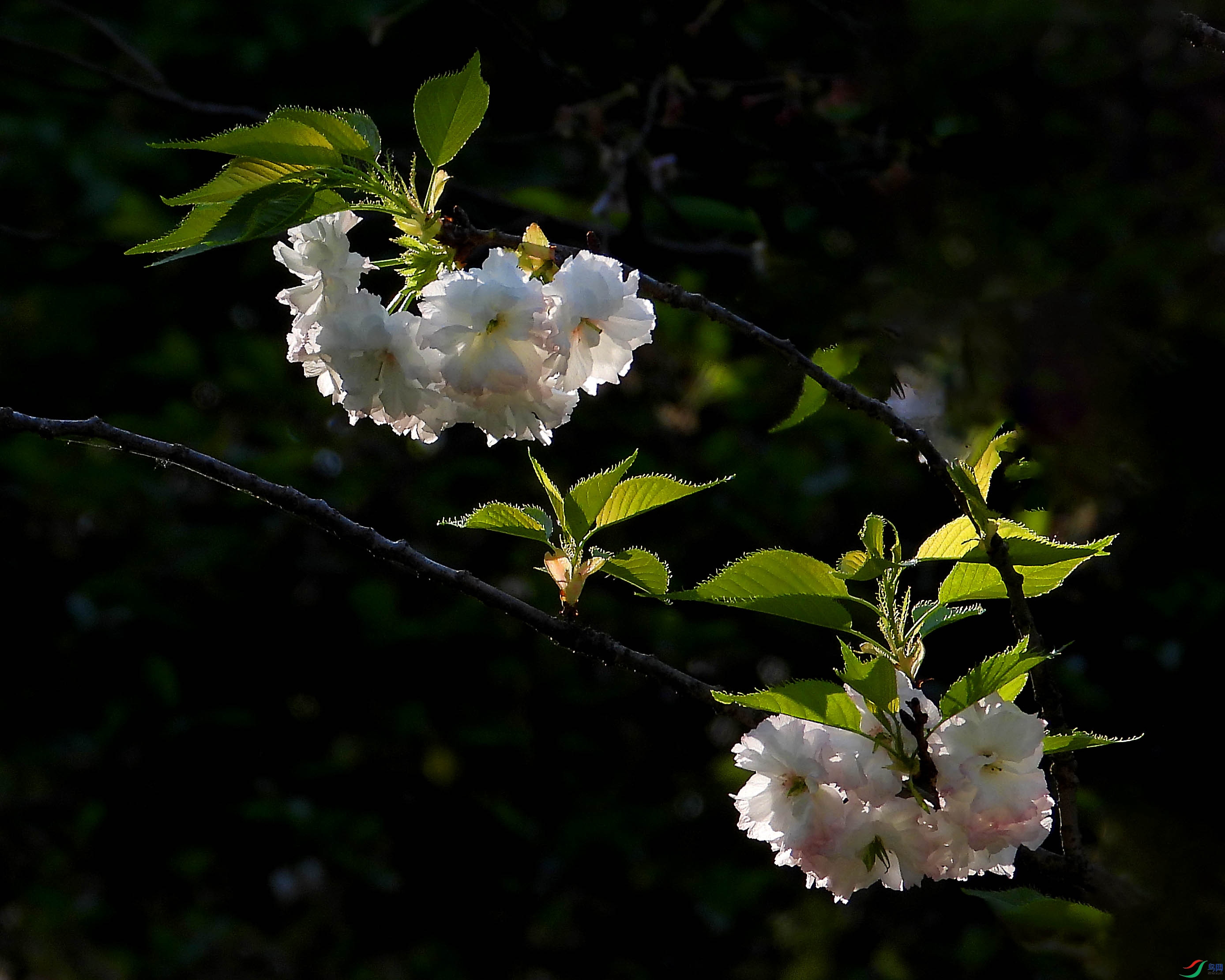 DSCN5538.JPG