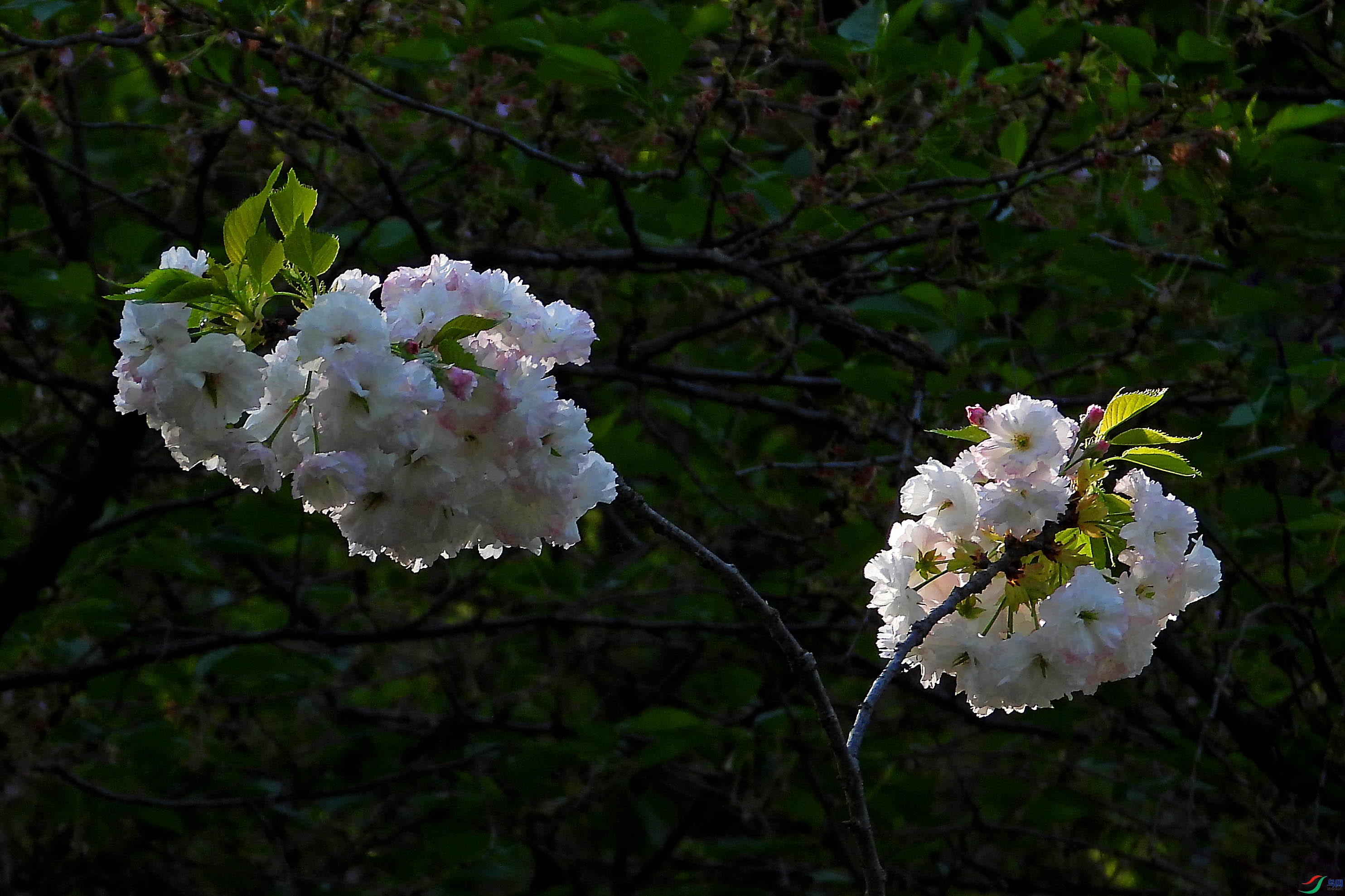 DSCN5537.JPG
