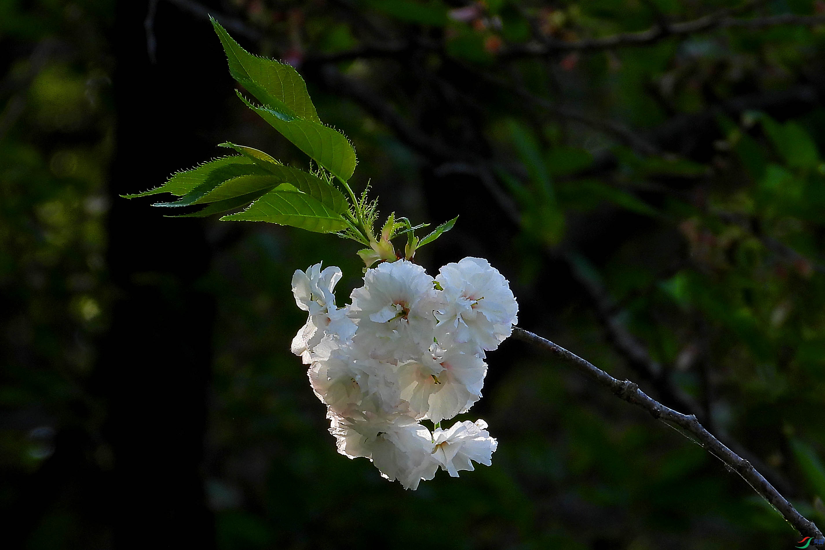 DSCN5536.JPG