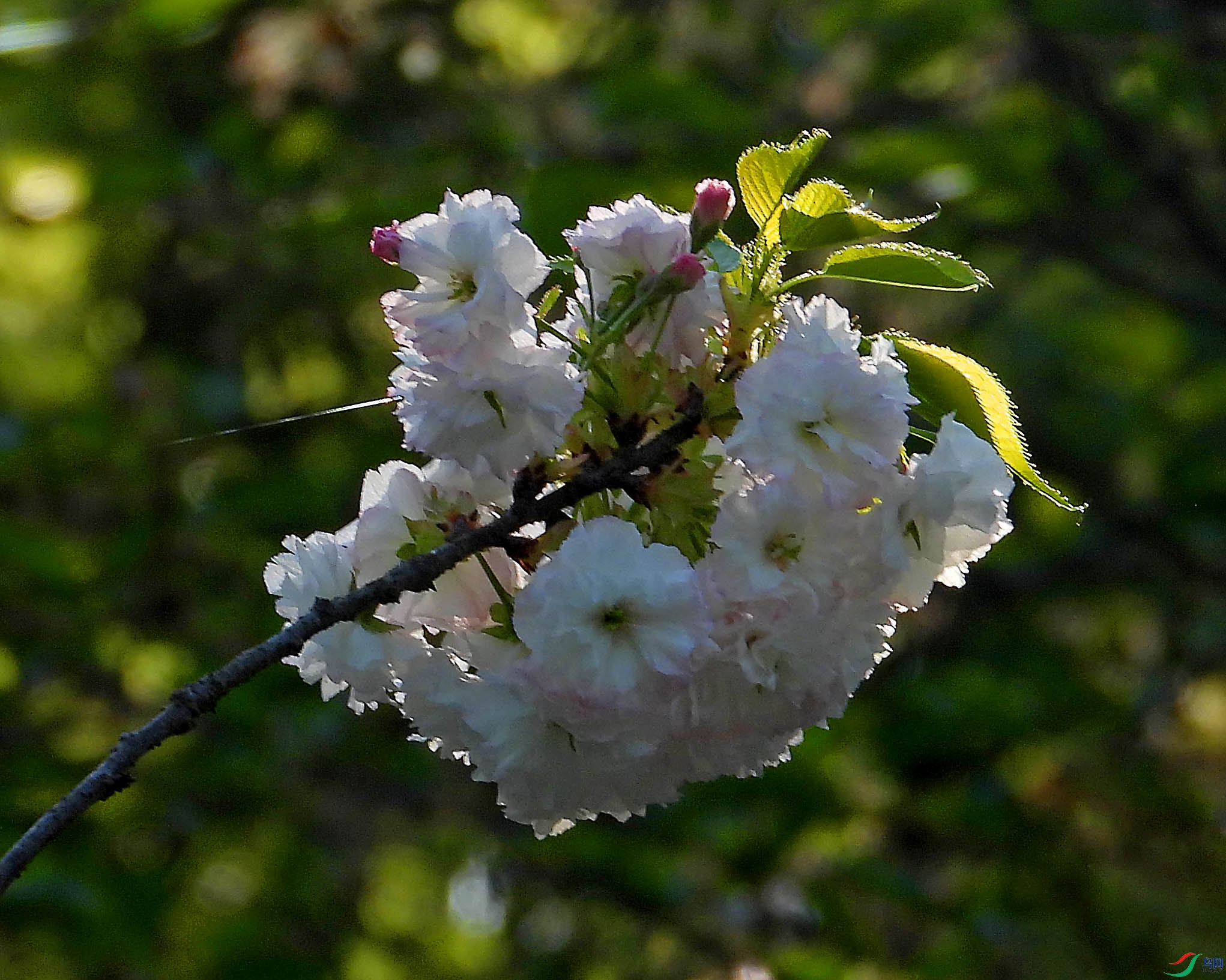 DSCN5532.JPG