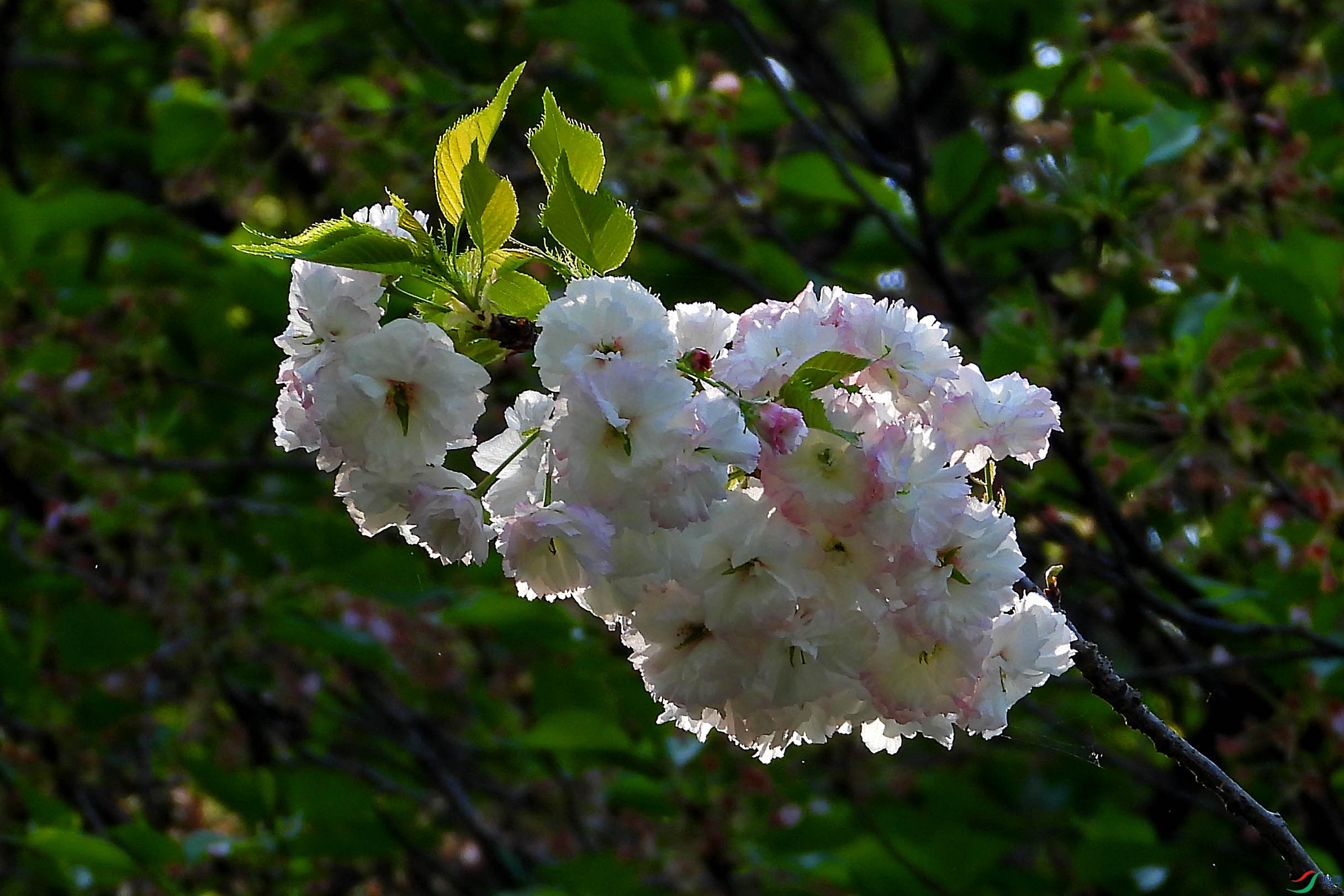 DSCN5547.JPG