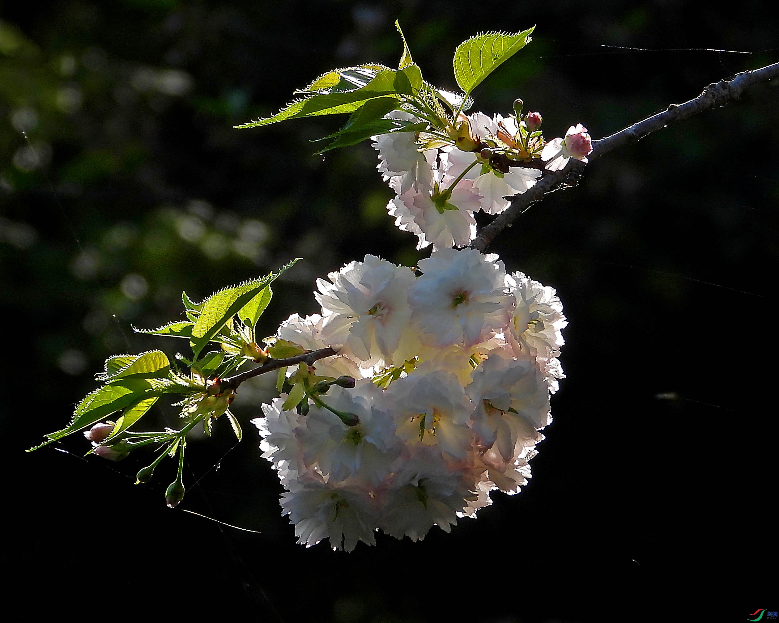 DSCN5545.JPG