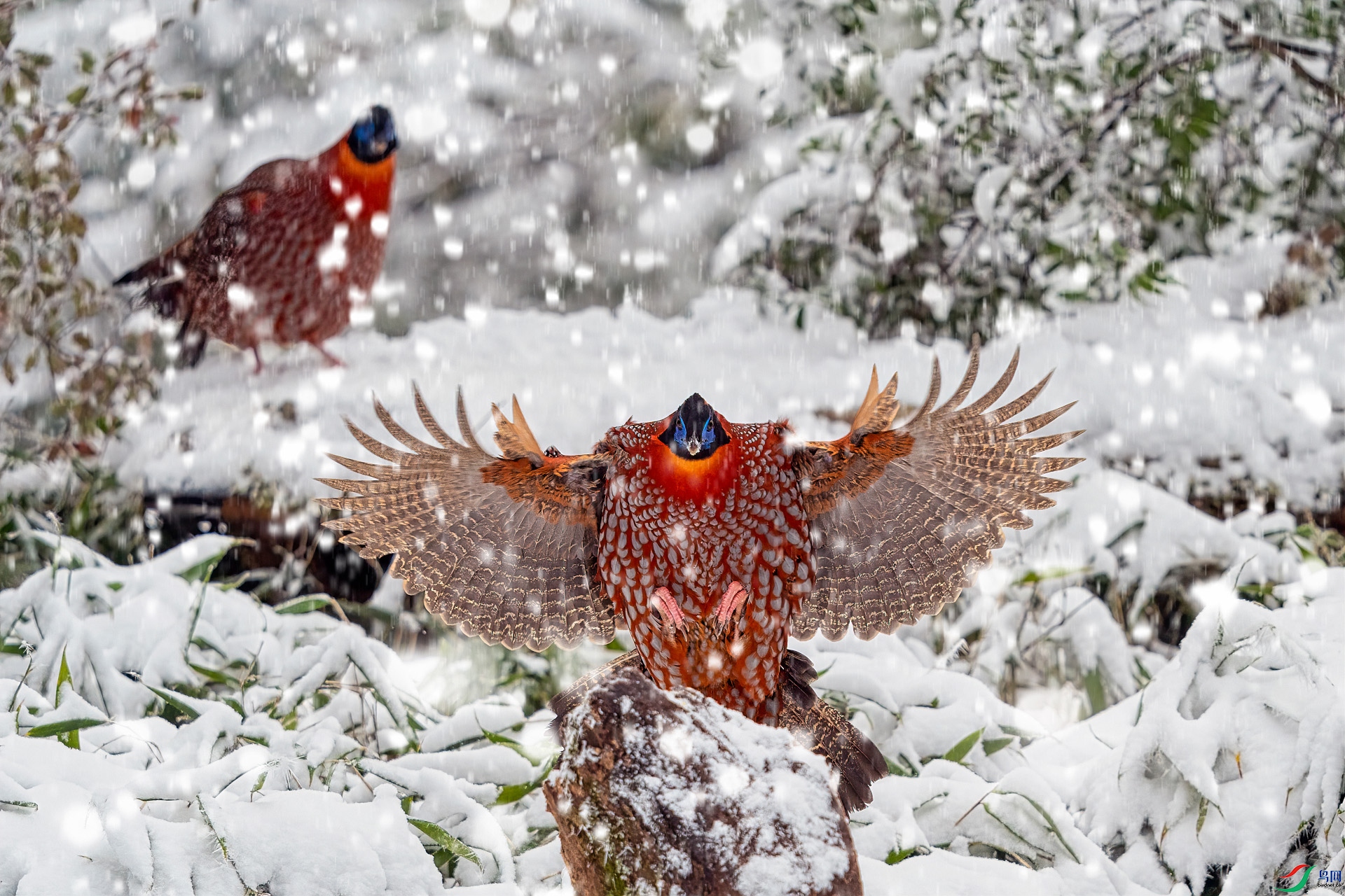 DSK06372 ����2-ѩ��-1920-������ ����.jpg