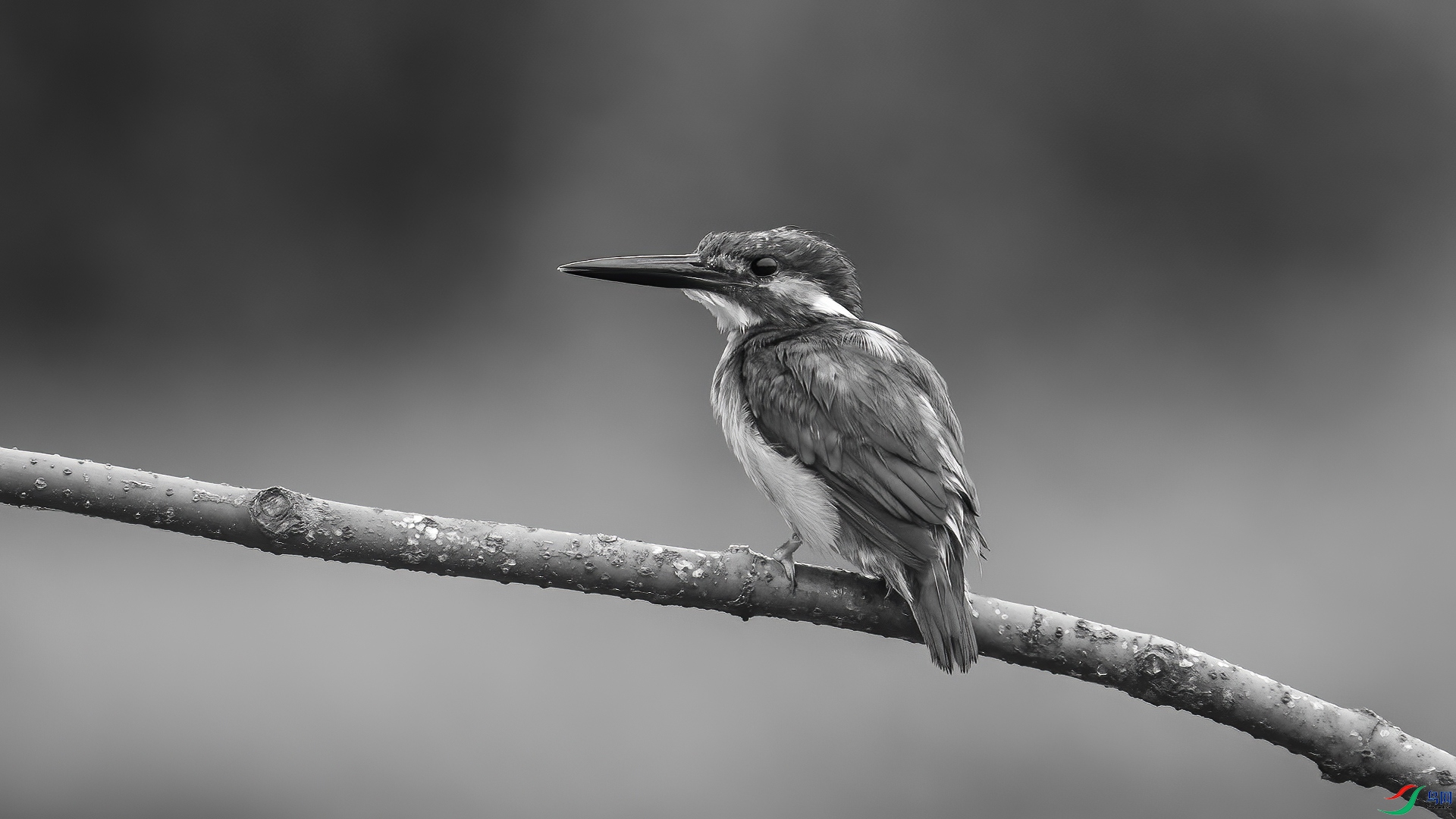 DSC06071 ����.jpg