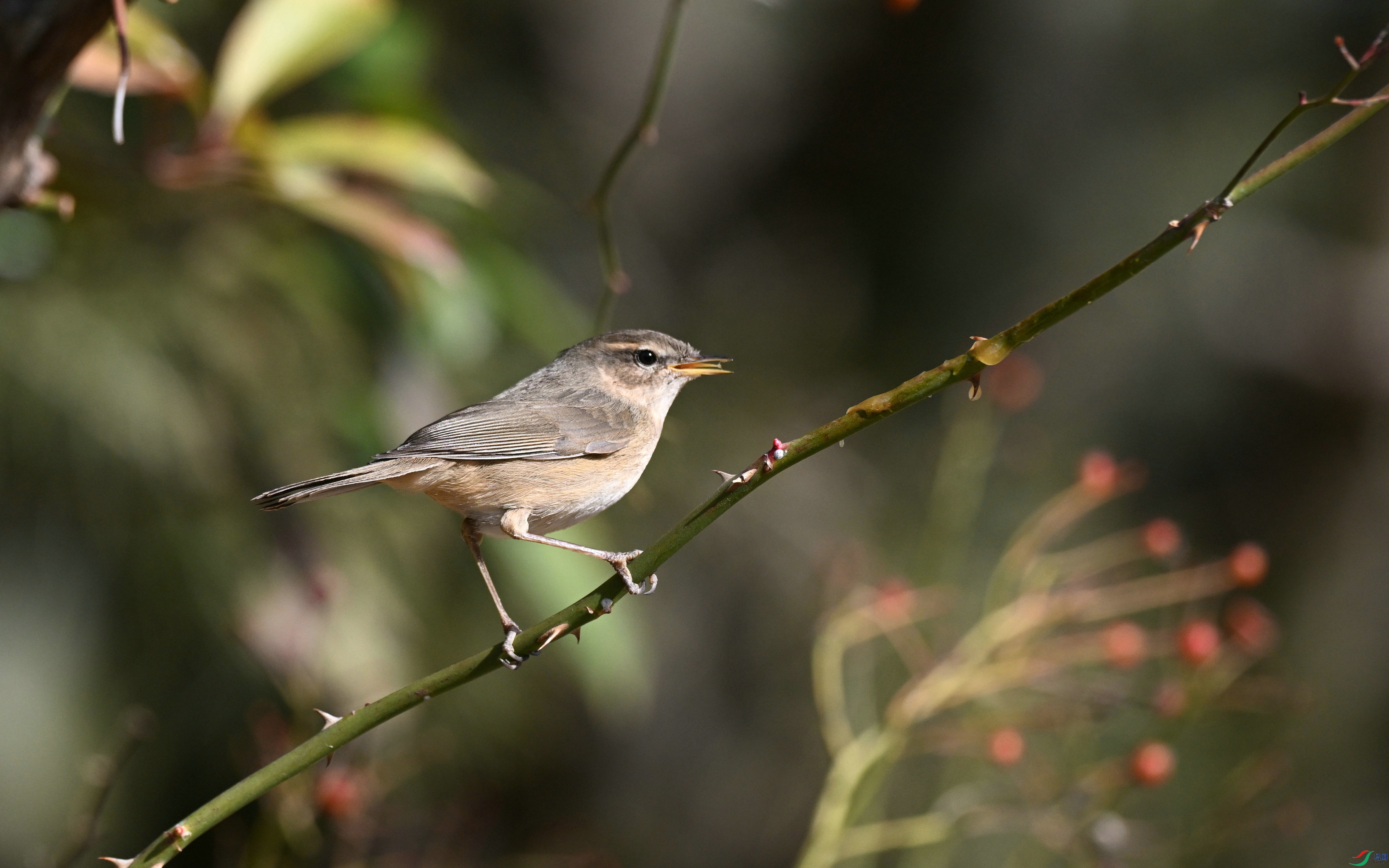 DSC_3412.JPG