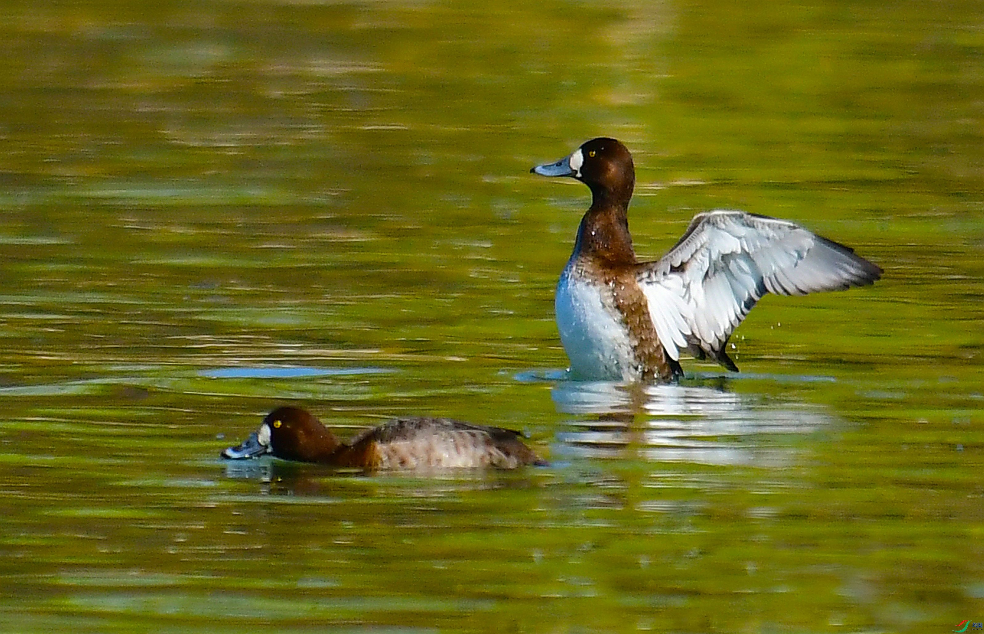 DSC_2307.JPG
