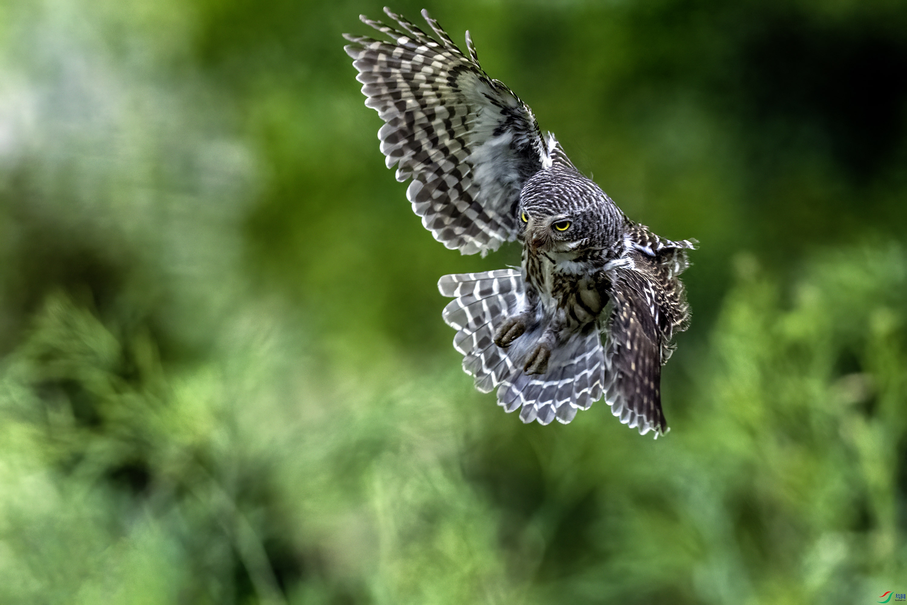 DSC_6230.jpg