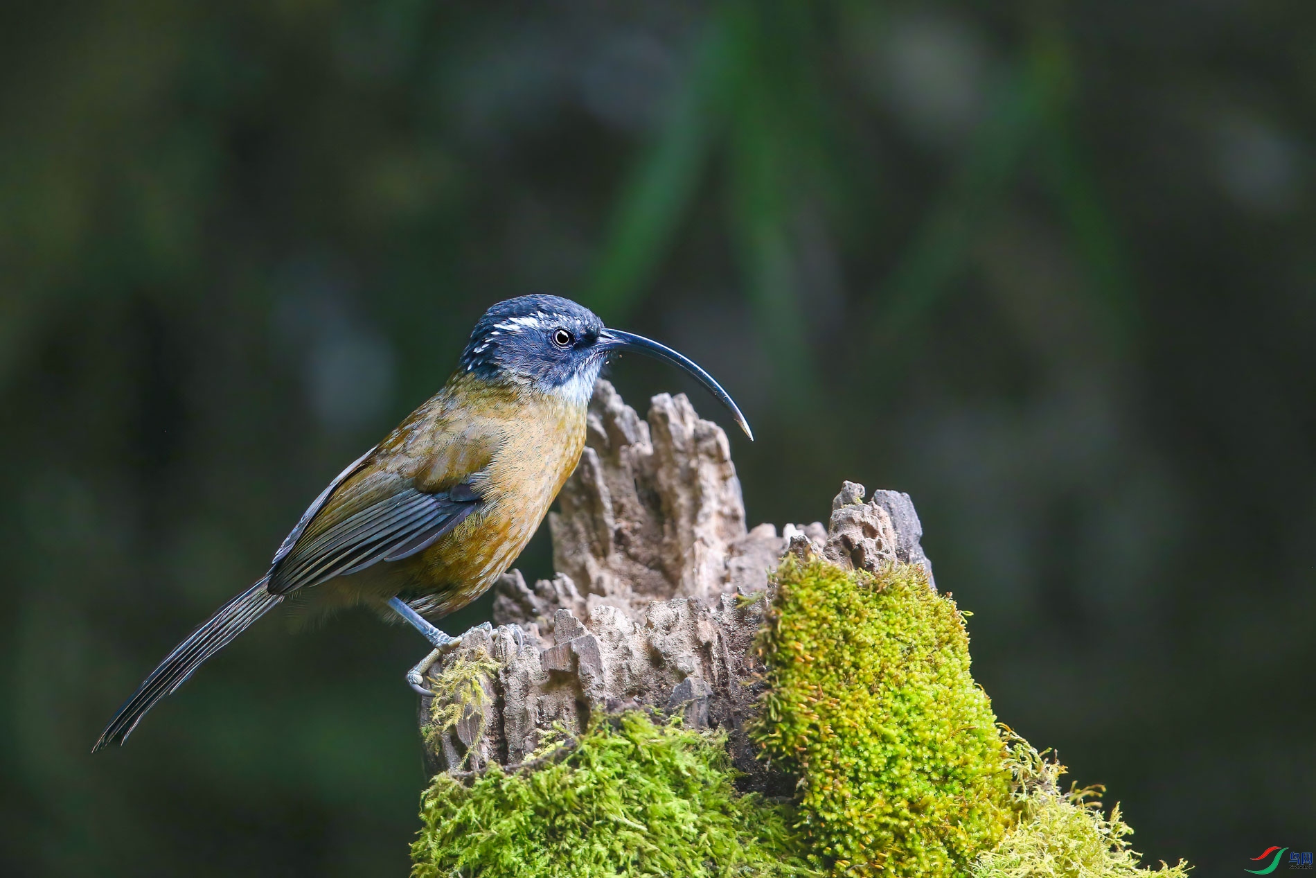 a_4346-1.jpg