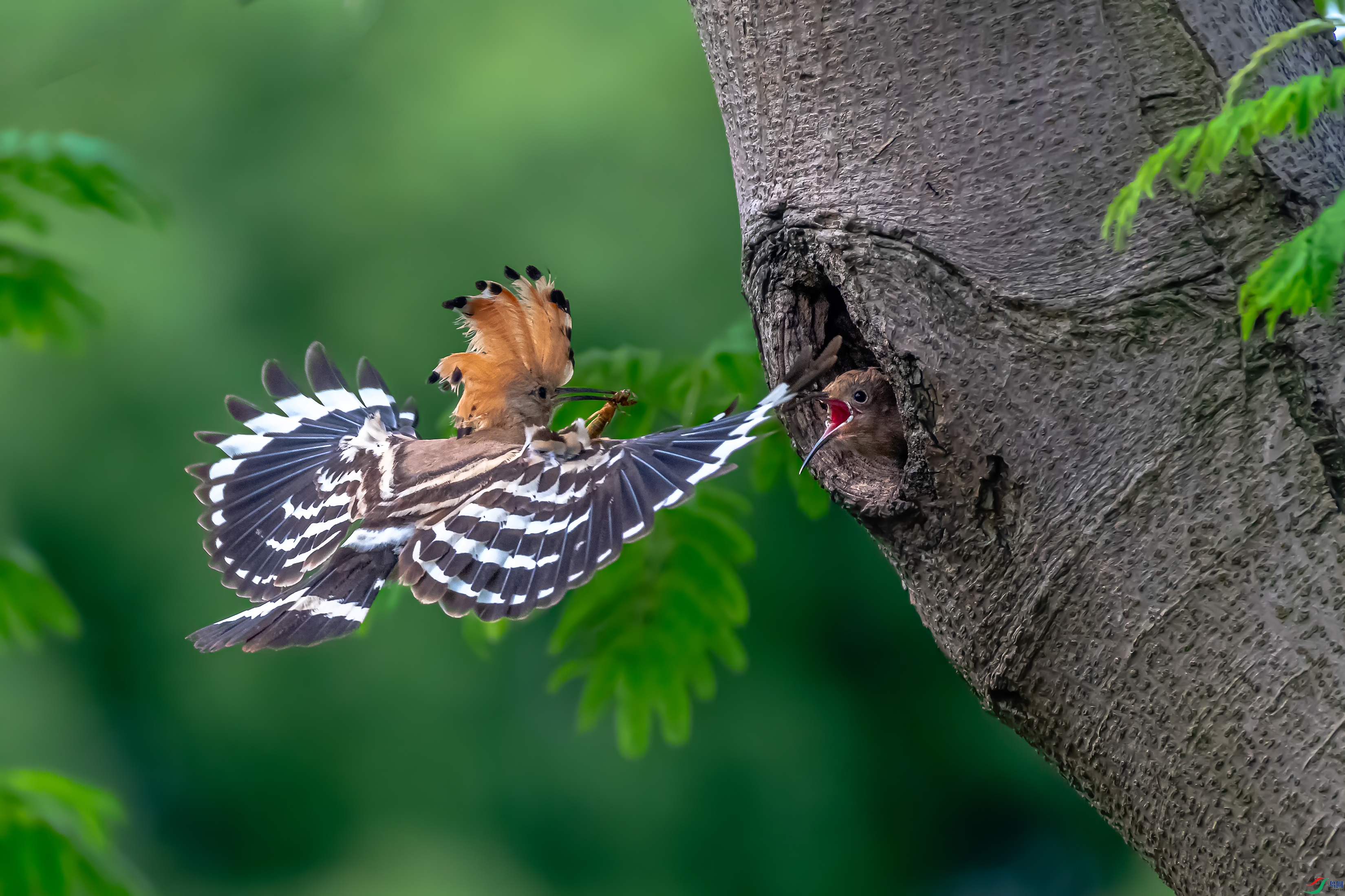 DSC_6066AB.jpg