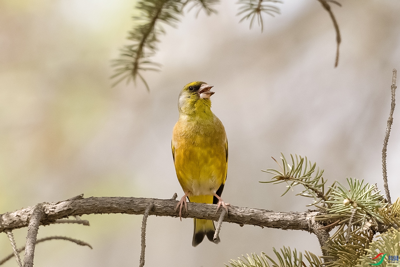 DSC_5231--.jpg