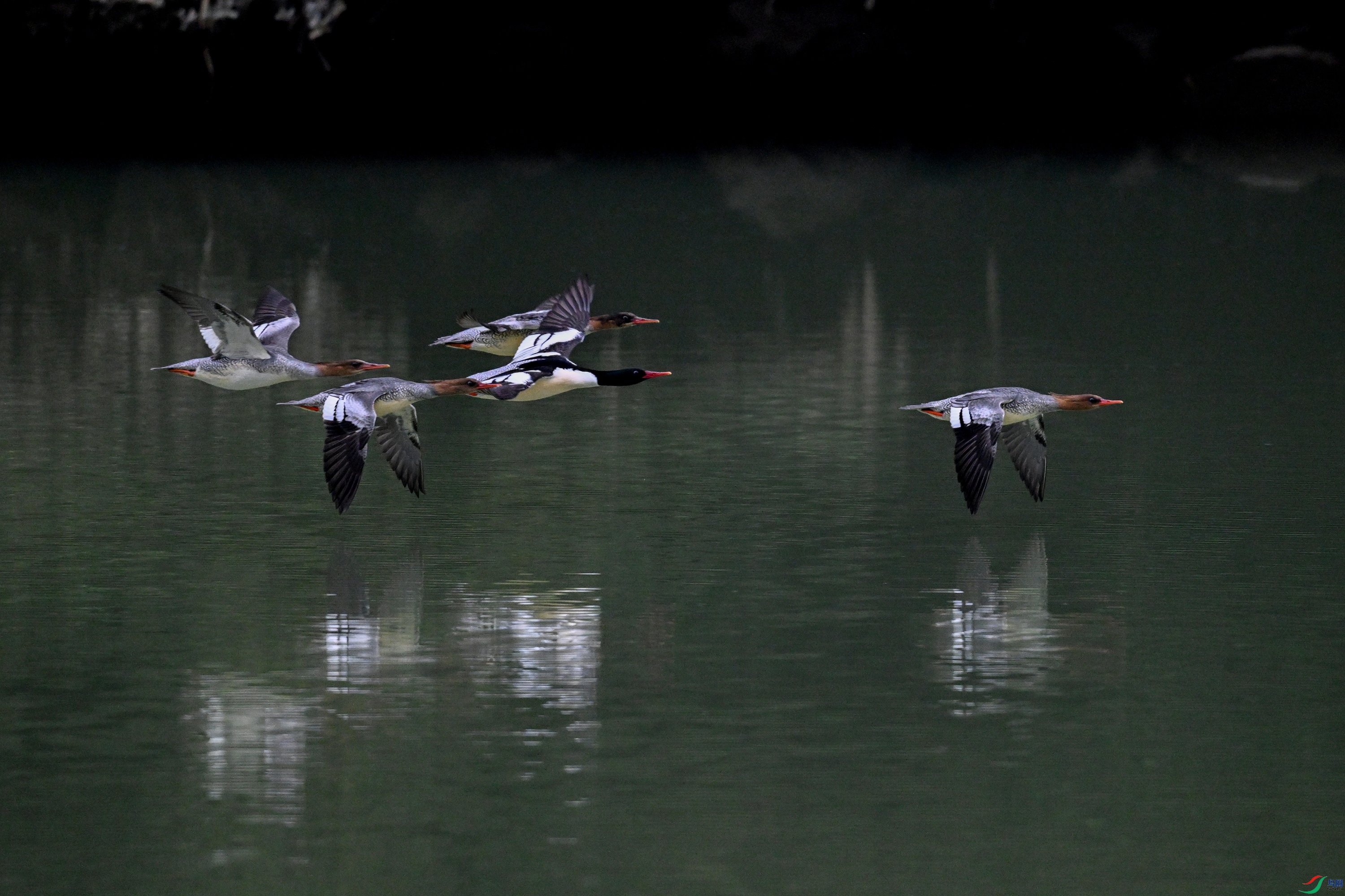 DSC_6747.JPG