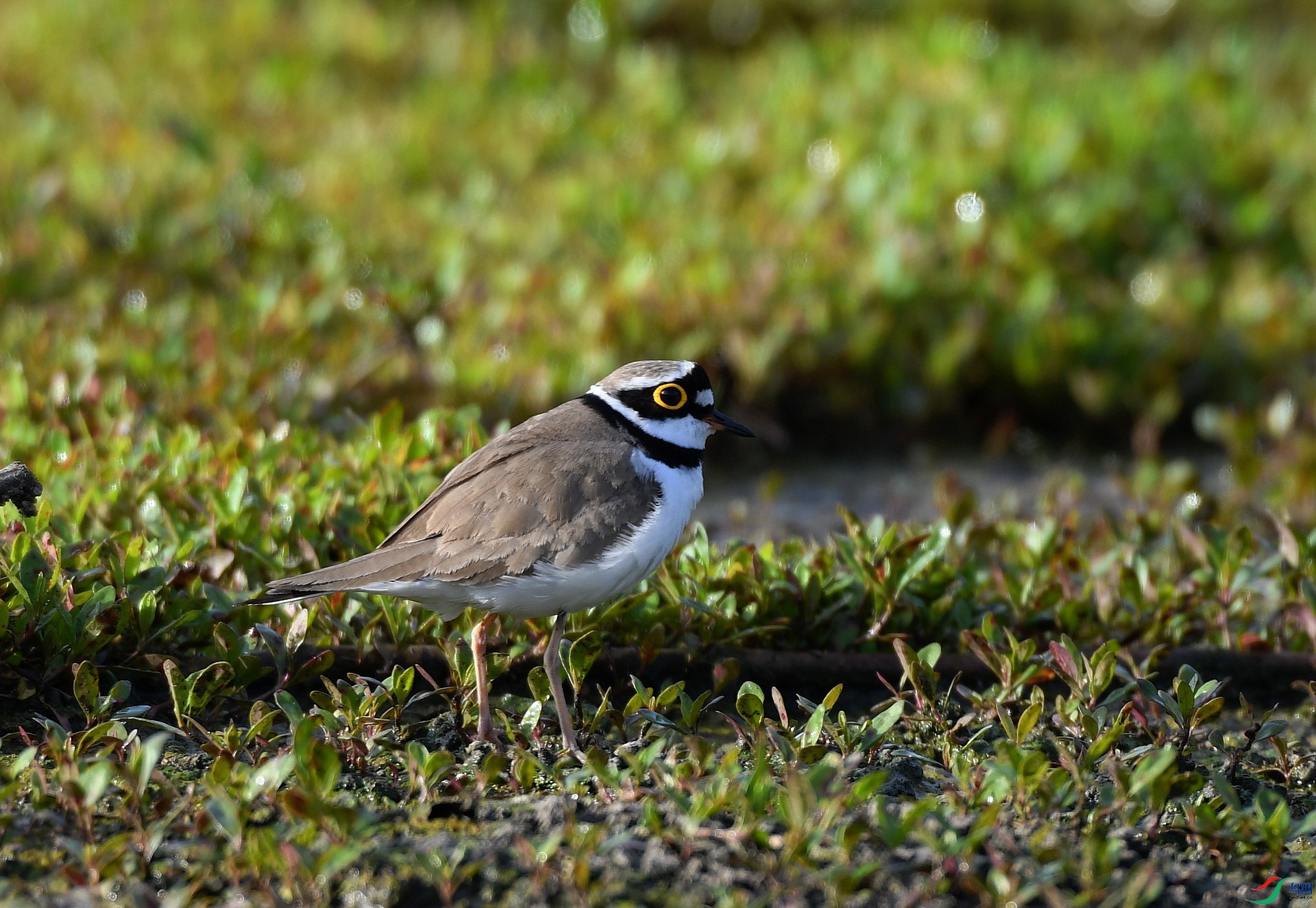 DSC_2137.jpg