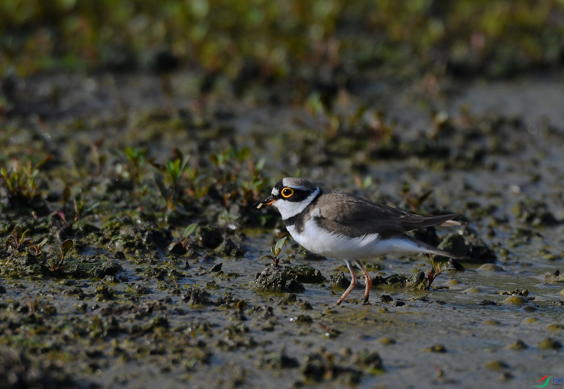 DSC_2141.jpg