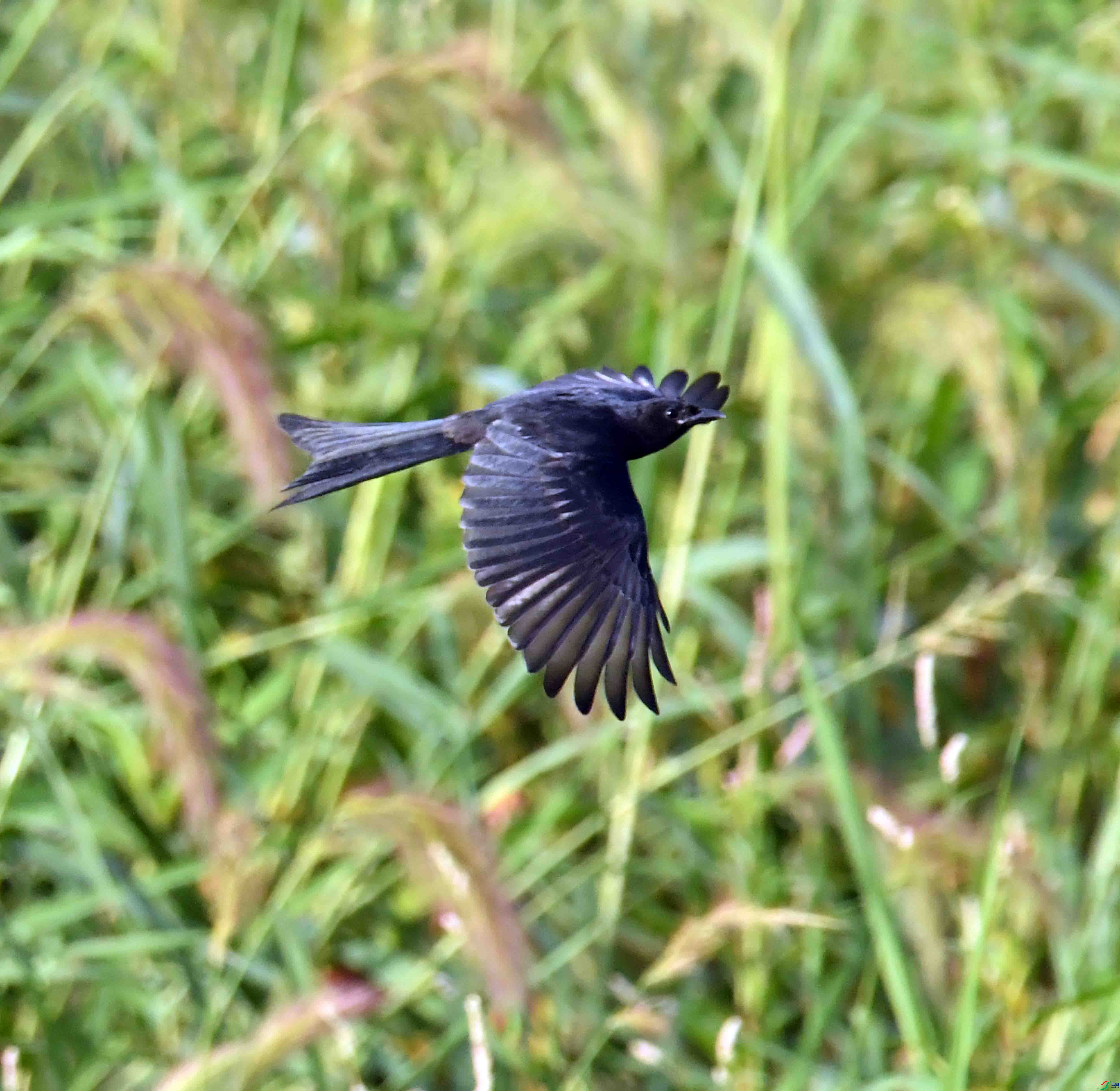 DSC_2498.JPG