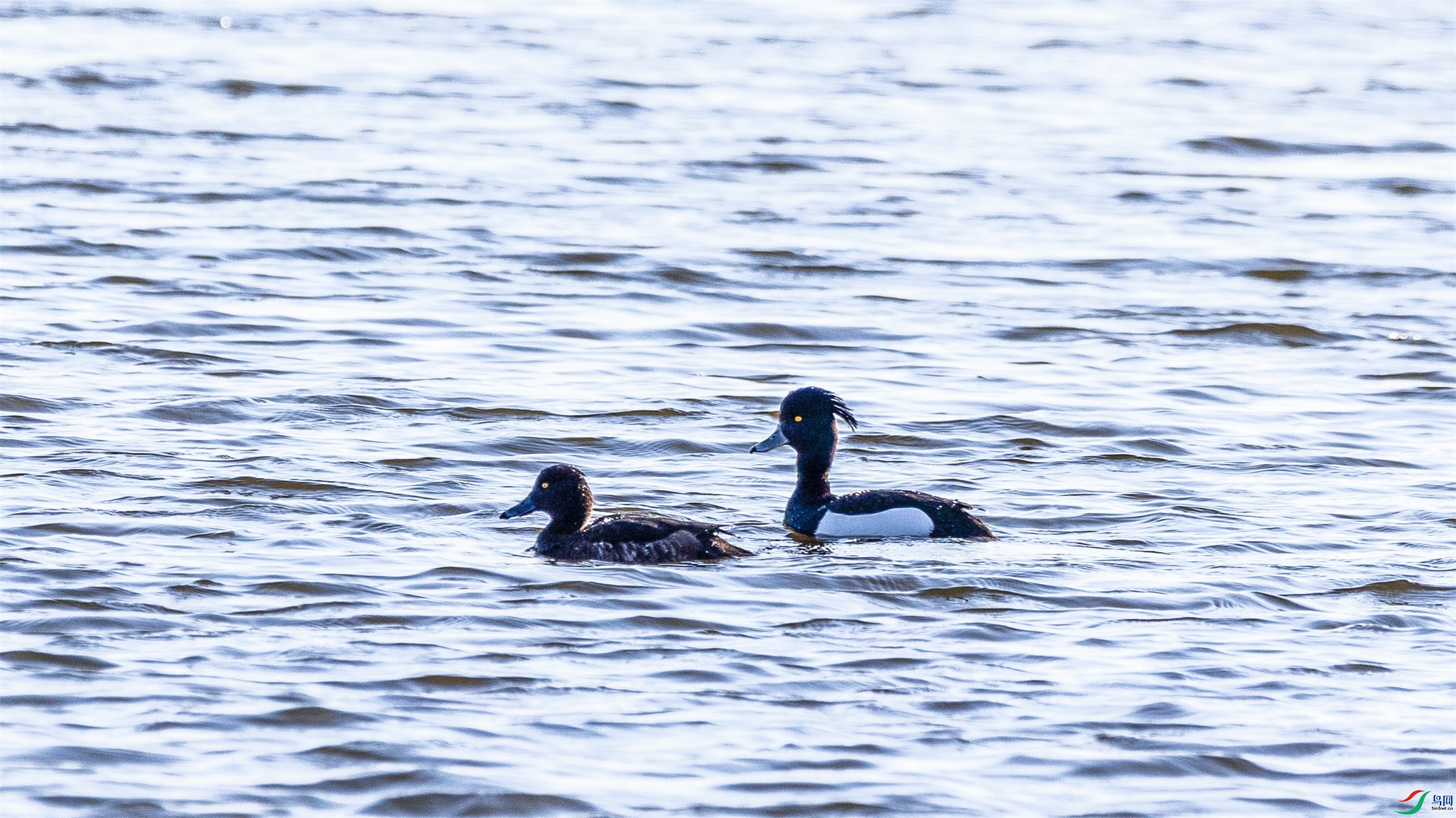 1K3A8335 ����1.jpg