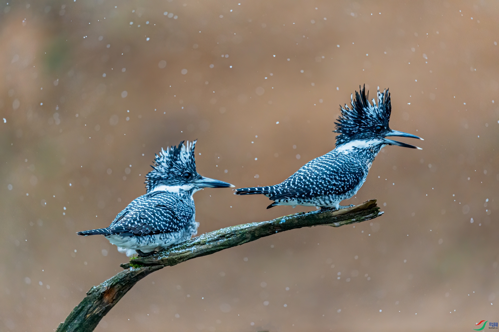 DSC_3840-11.jpg