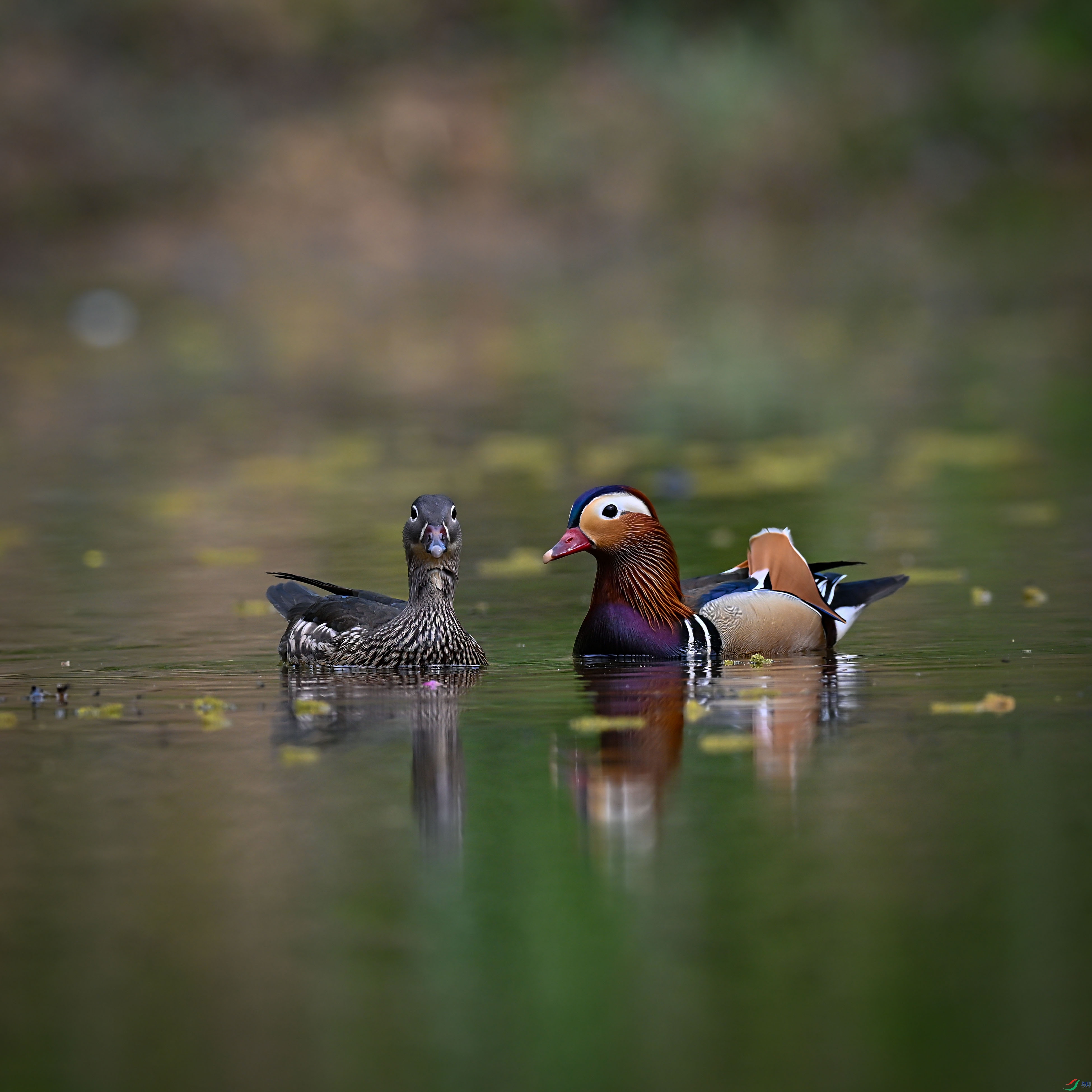 DSC_7307.jpg