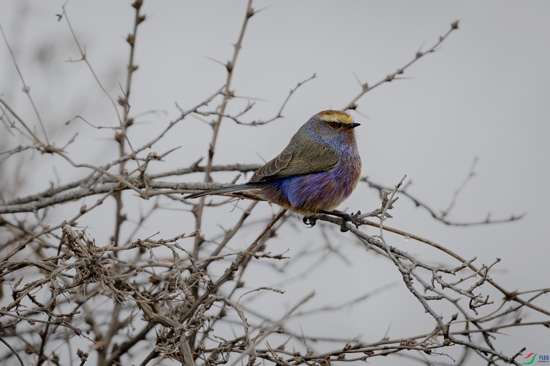 _31A1749-����ǿ-NR ����.jpg