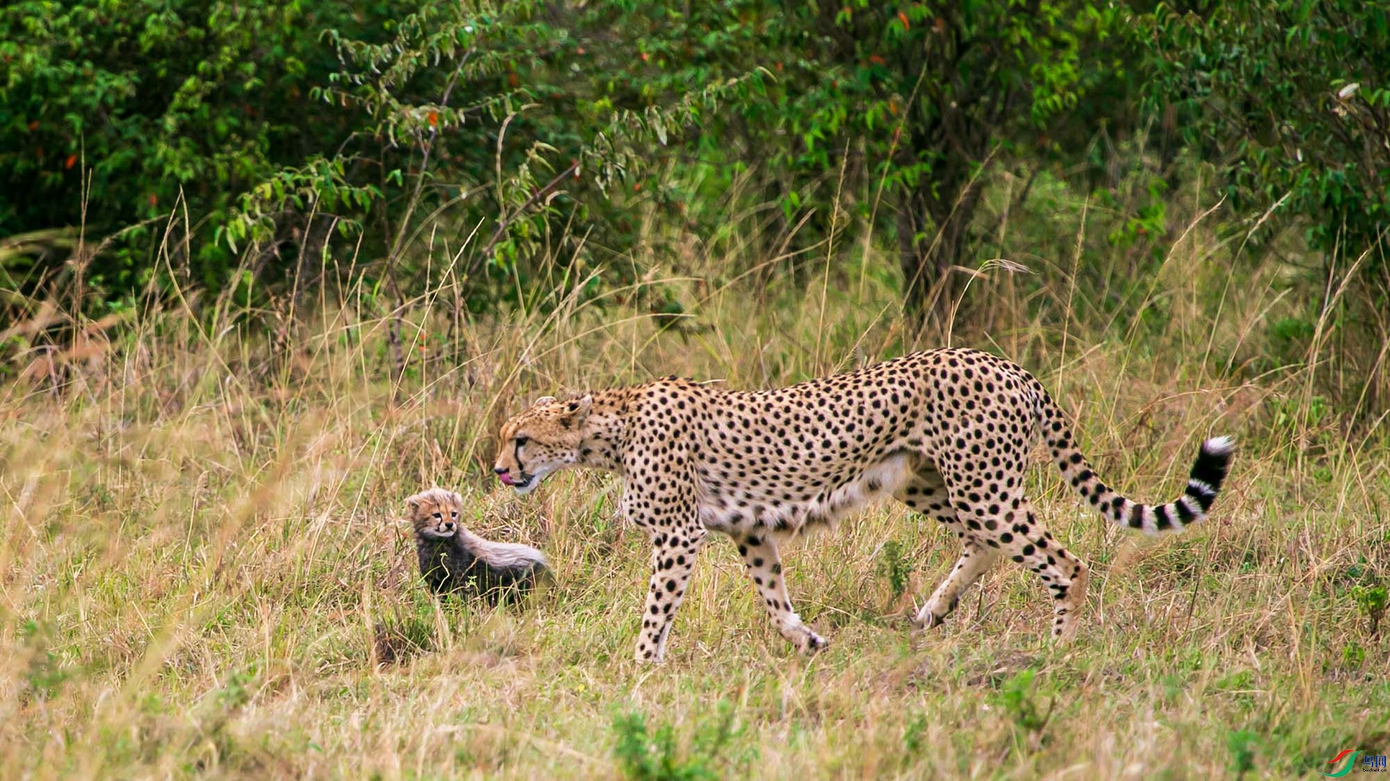 �����Ա�