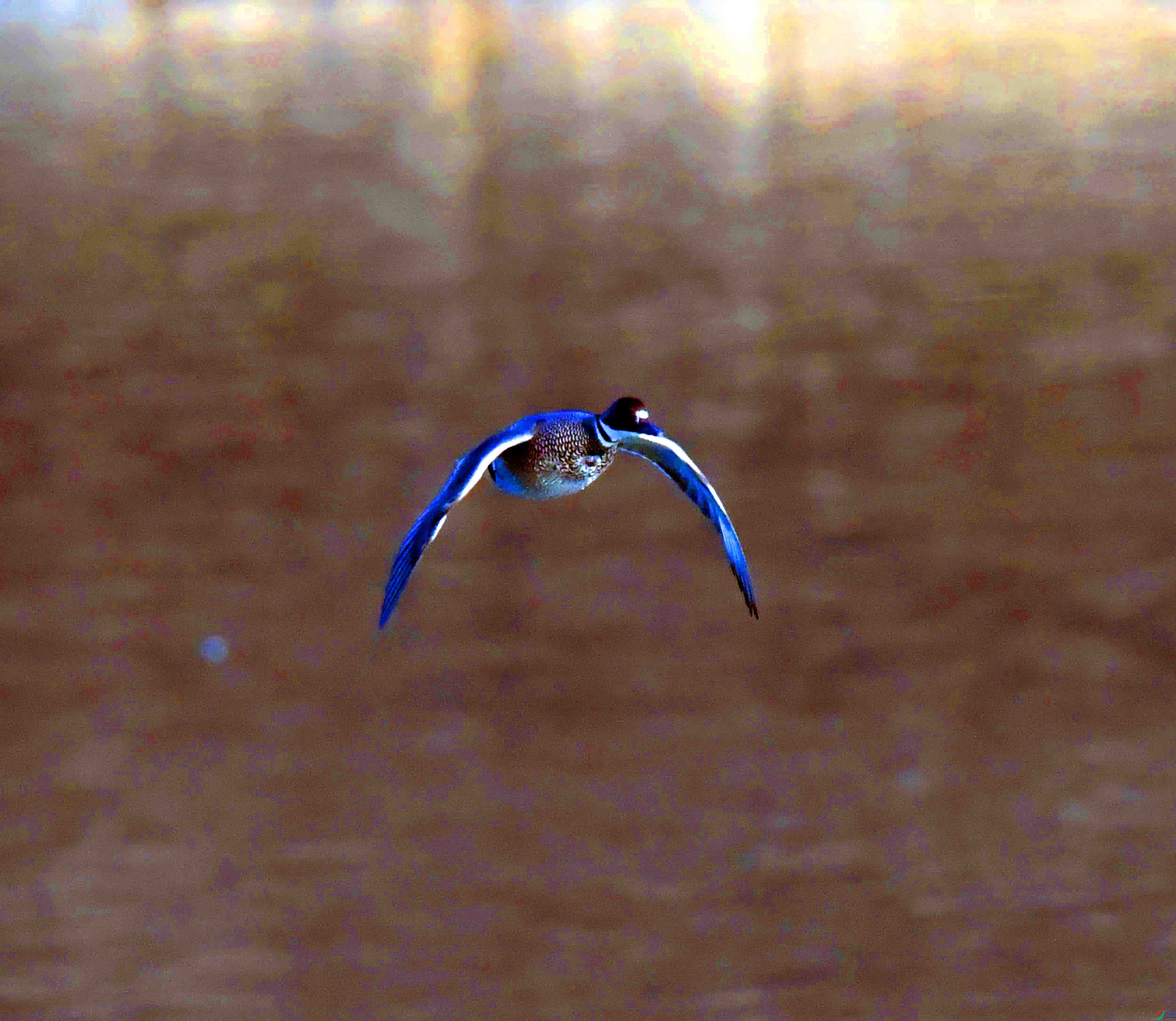 DSC_2855.JPG